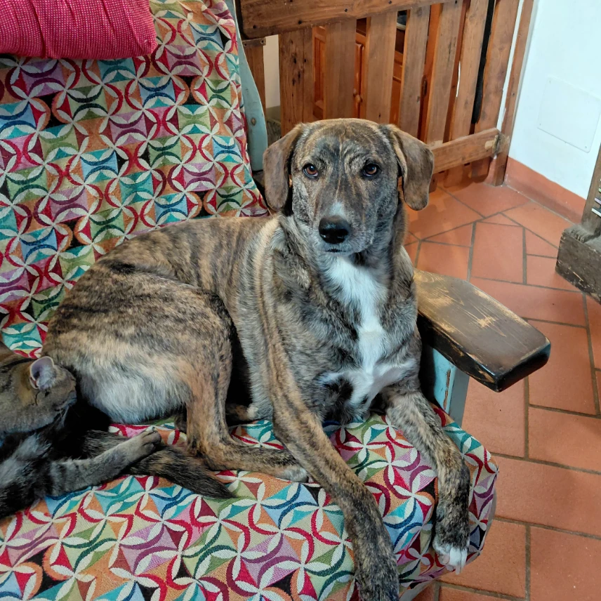 Nica