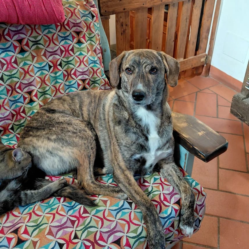 Nica