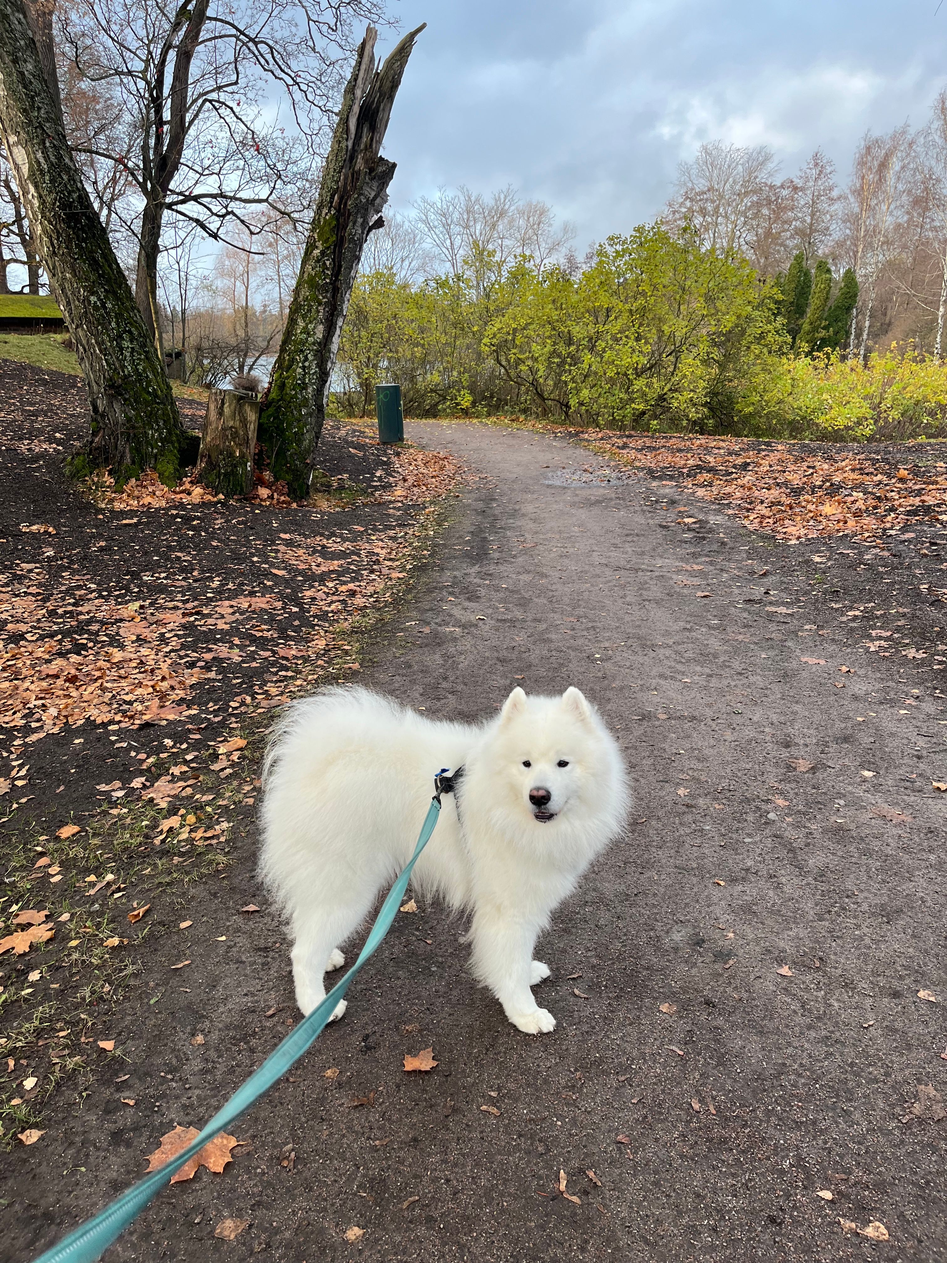 image-2