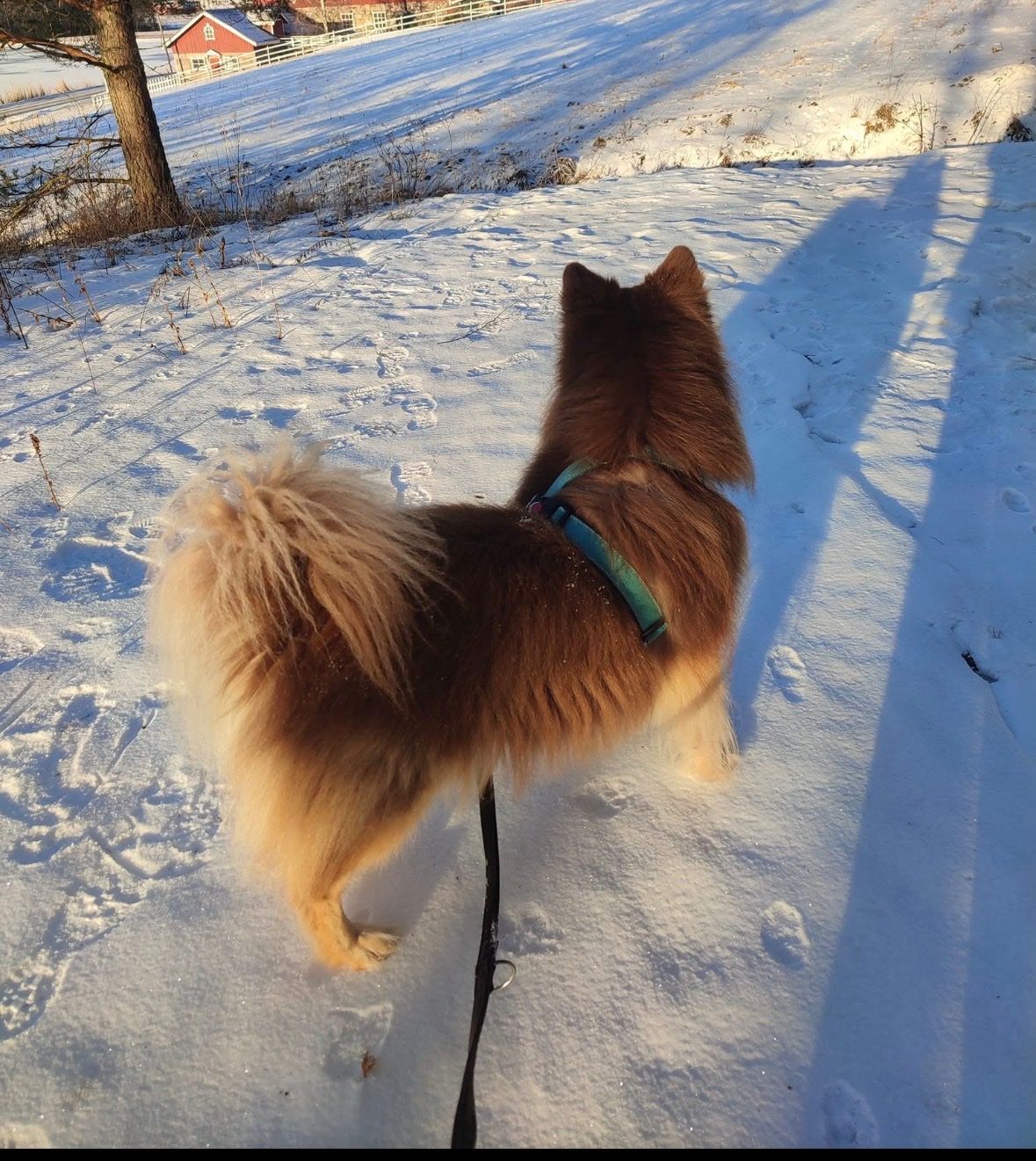 image-7