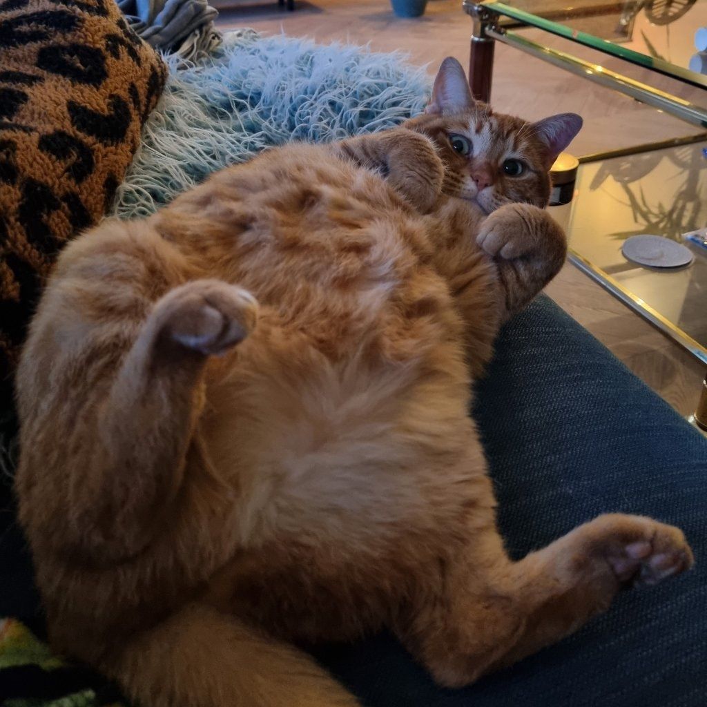 Fritz