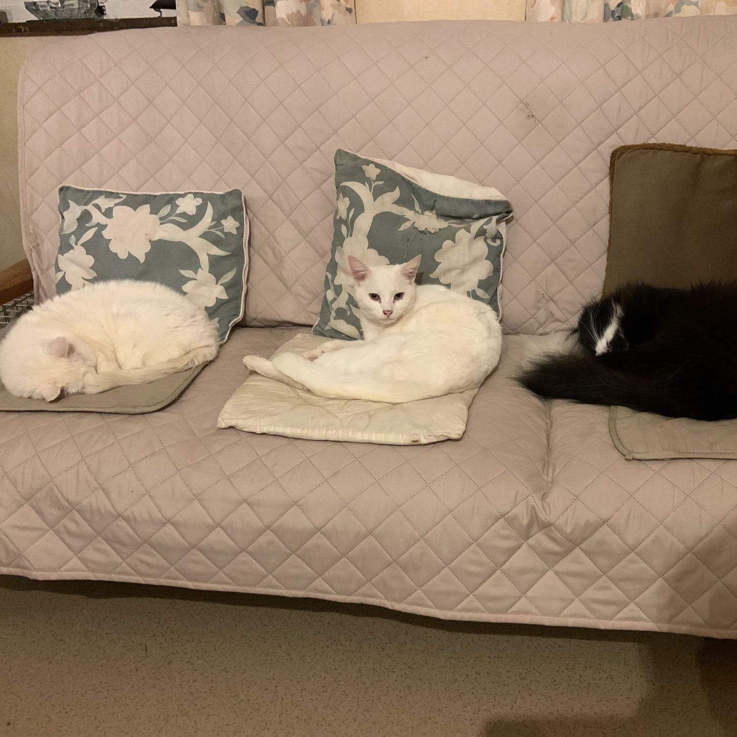 Neige, Rocco, Oreo et Gratouille 