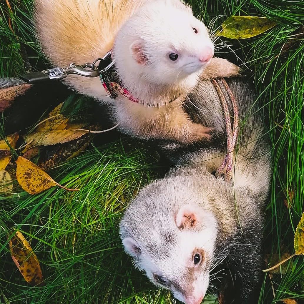 Crash et Titi