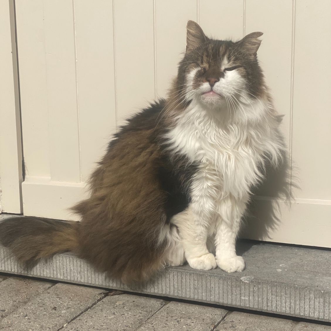 Simba