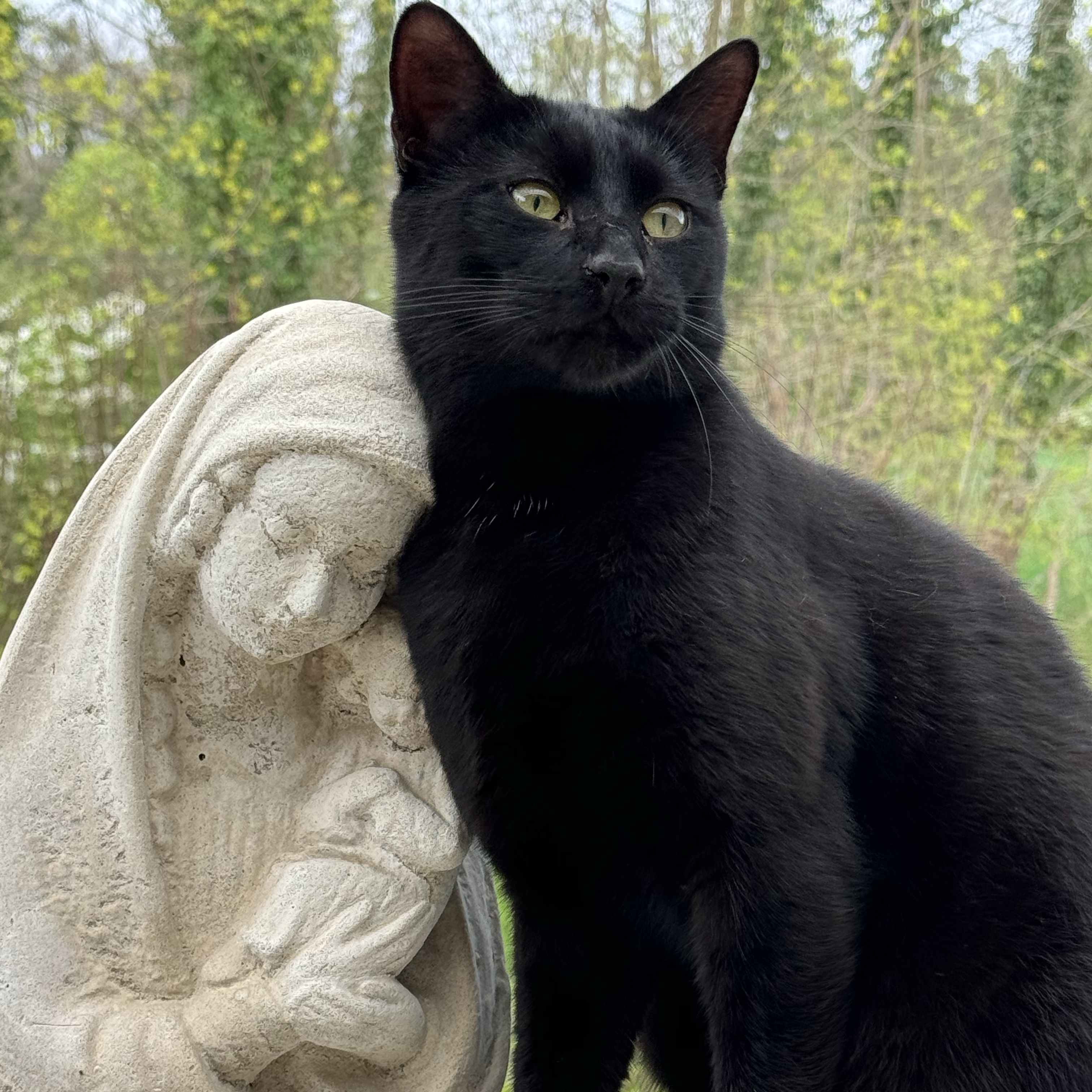 Ludwig 