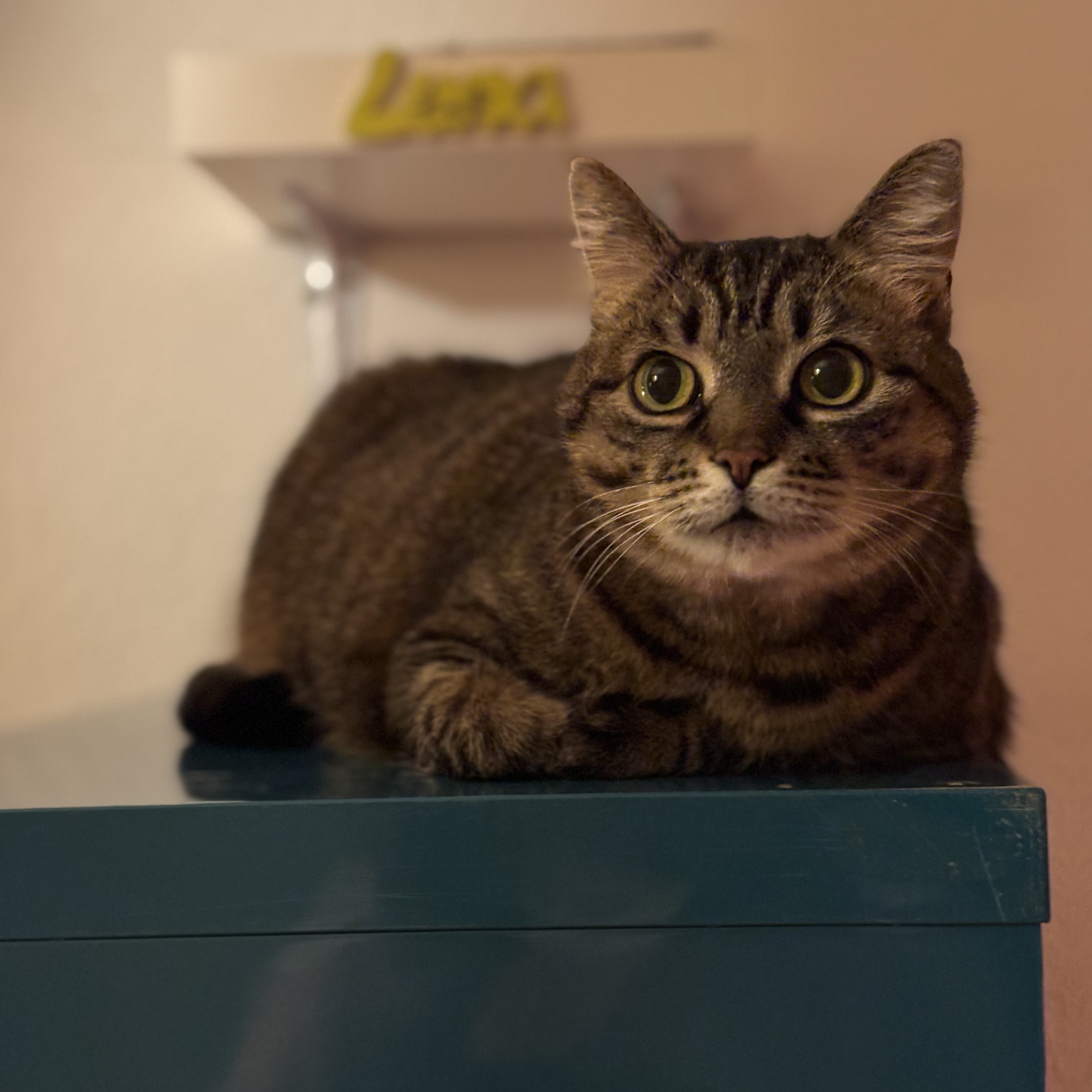 Luni