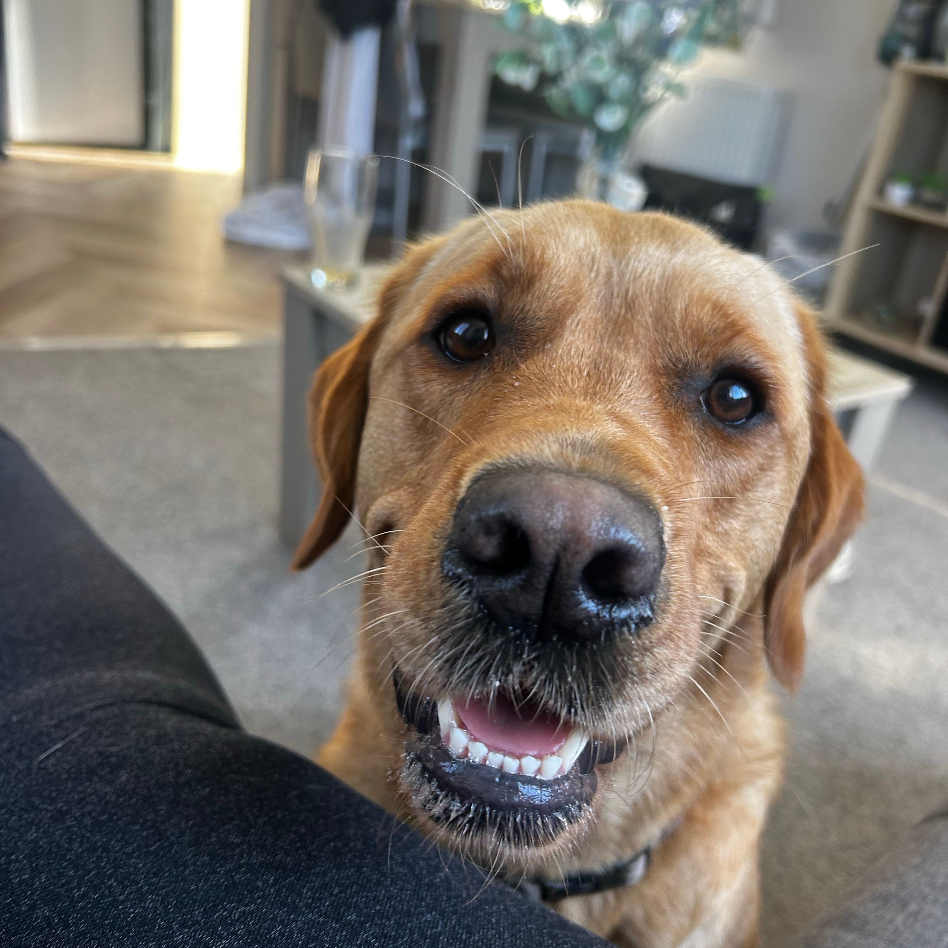 Daisy