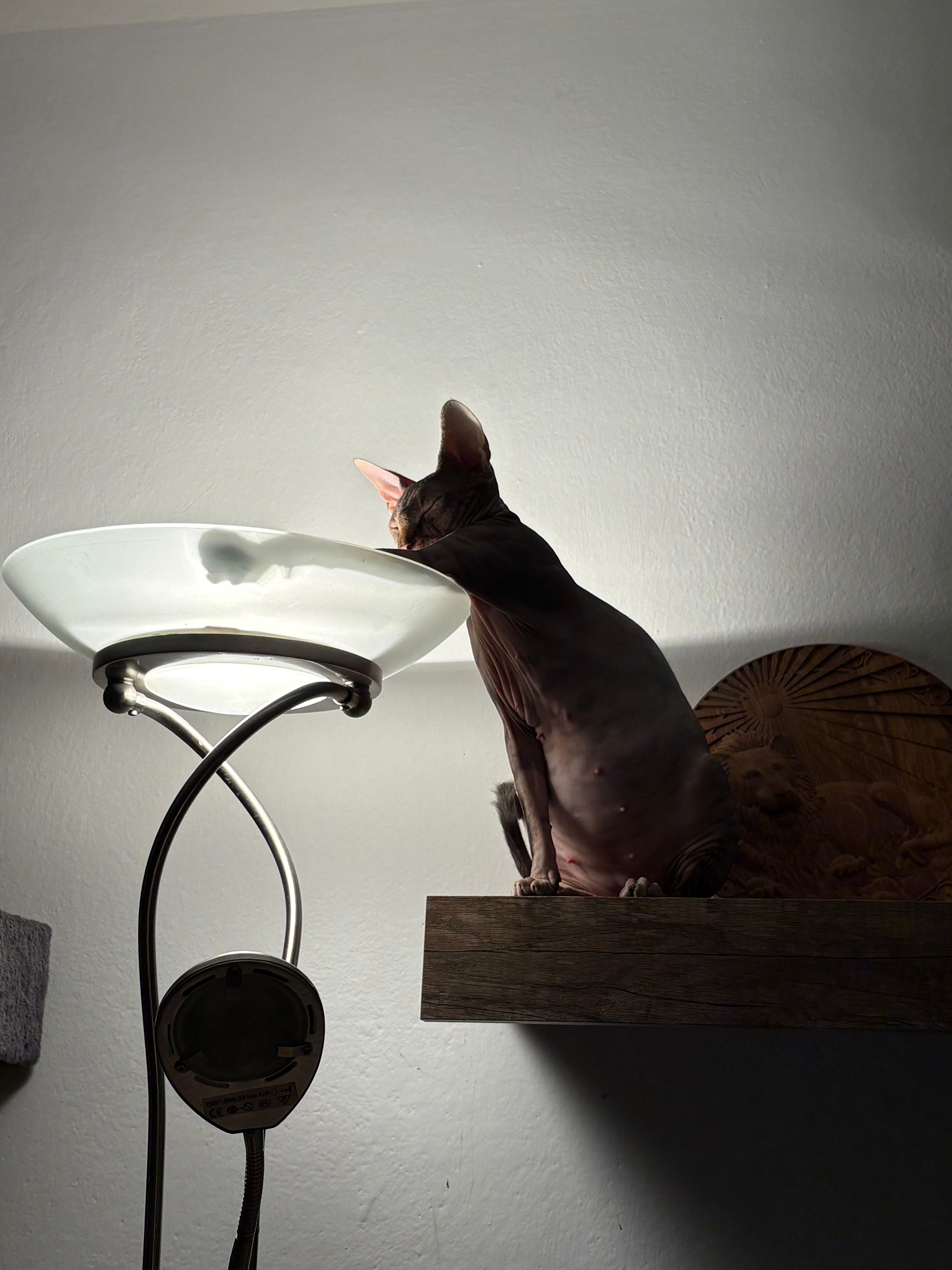 image-7