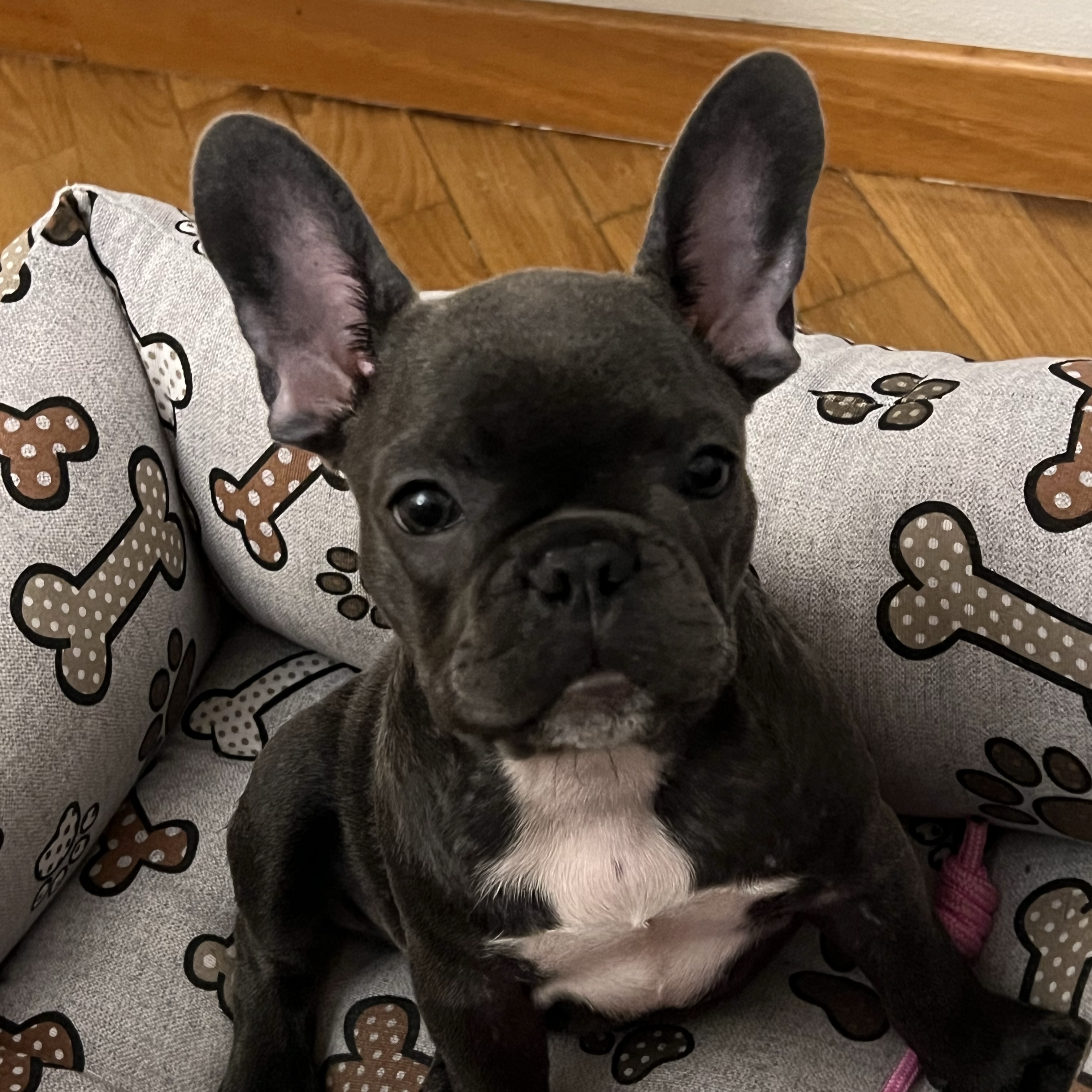 Luna