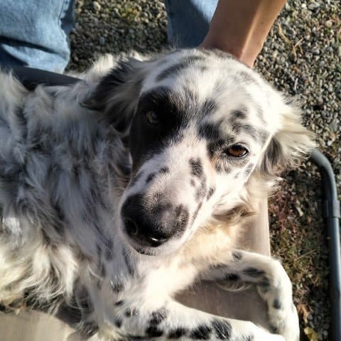 Macchia