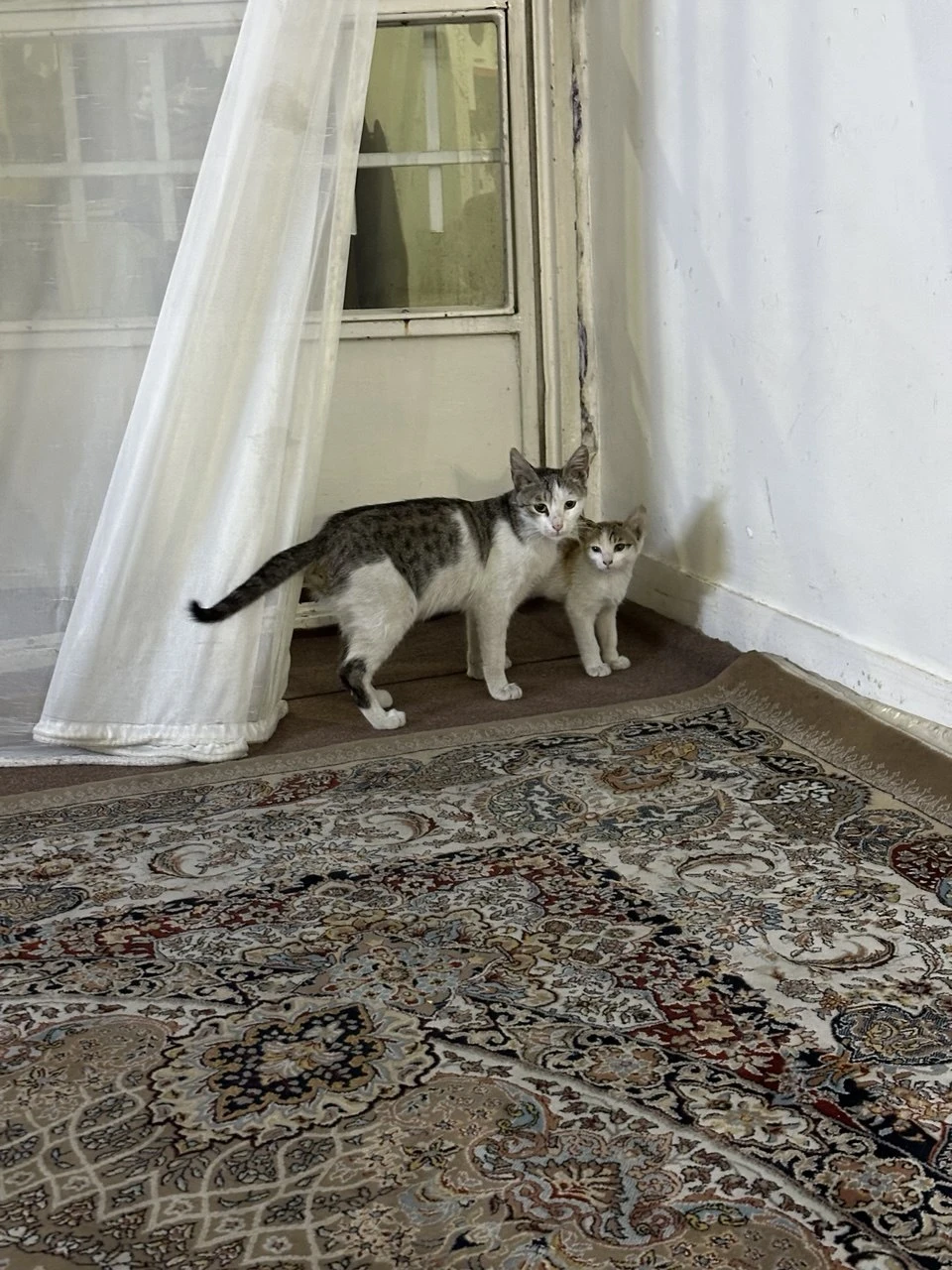 image-15