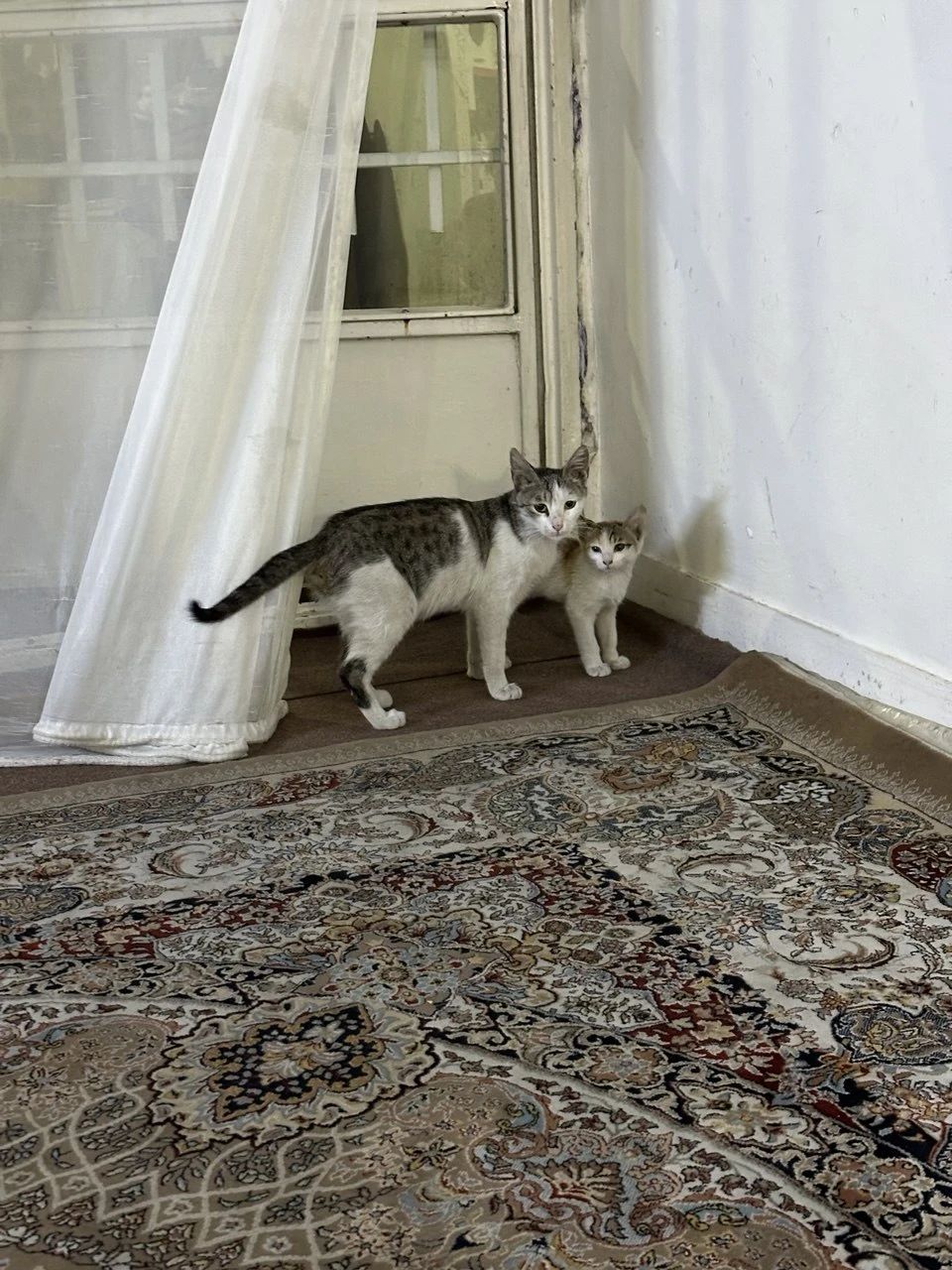 image-15