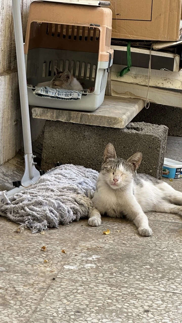 image-16