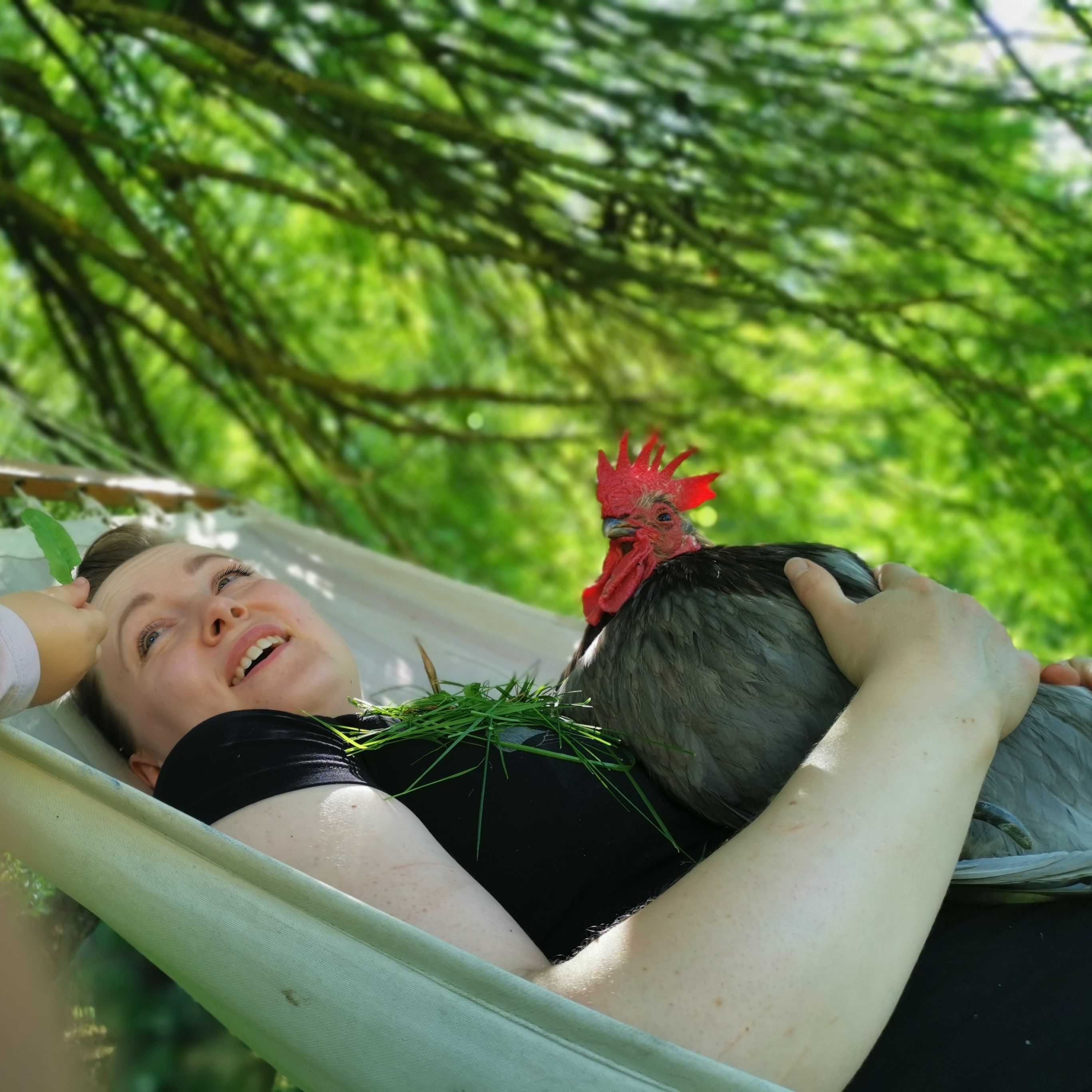 Artur-kukko ja 11 kanaa