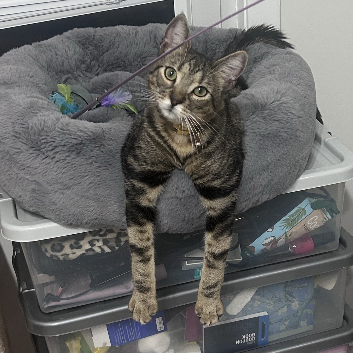Micah