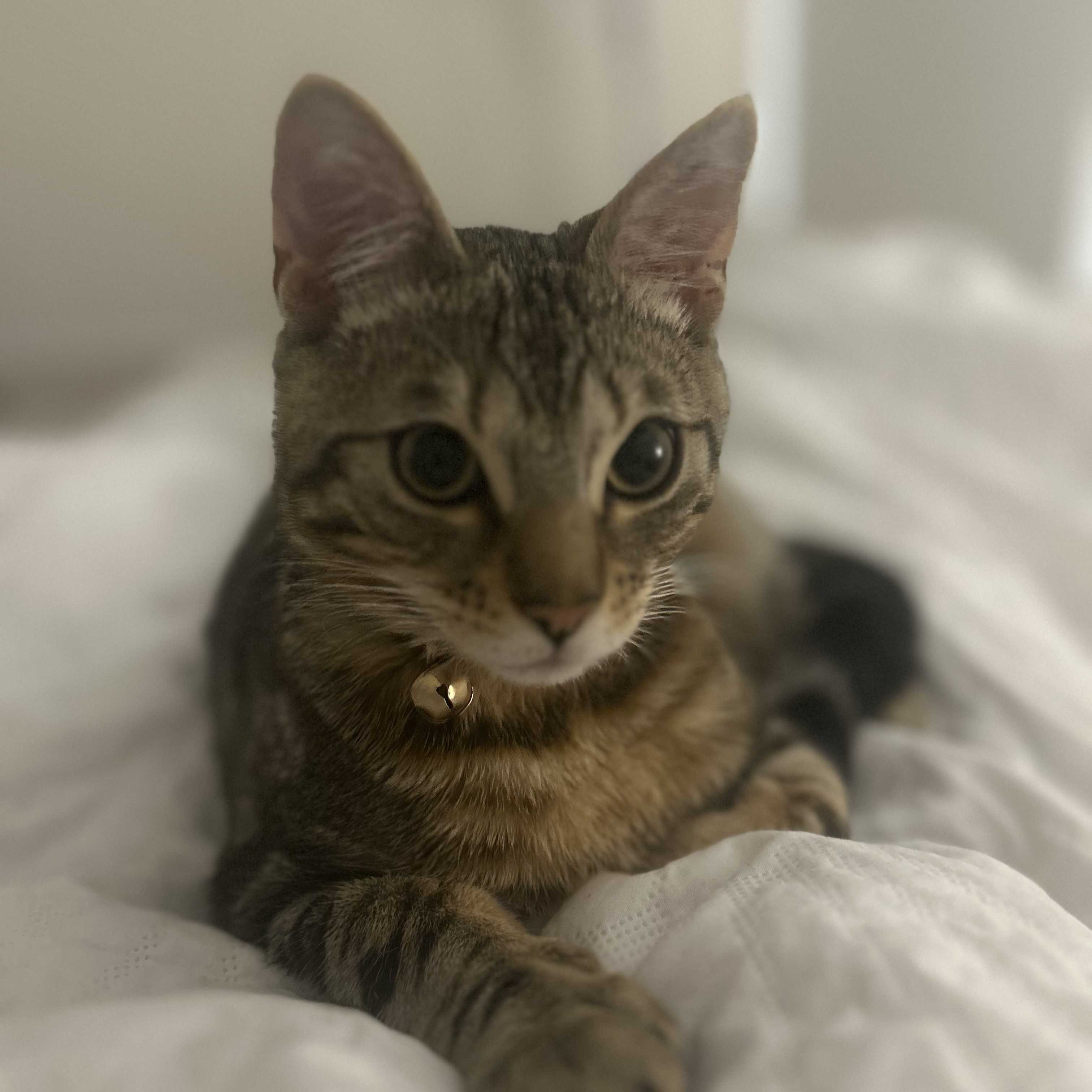 Judah