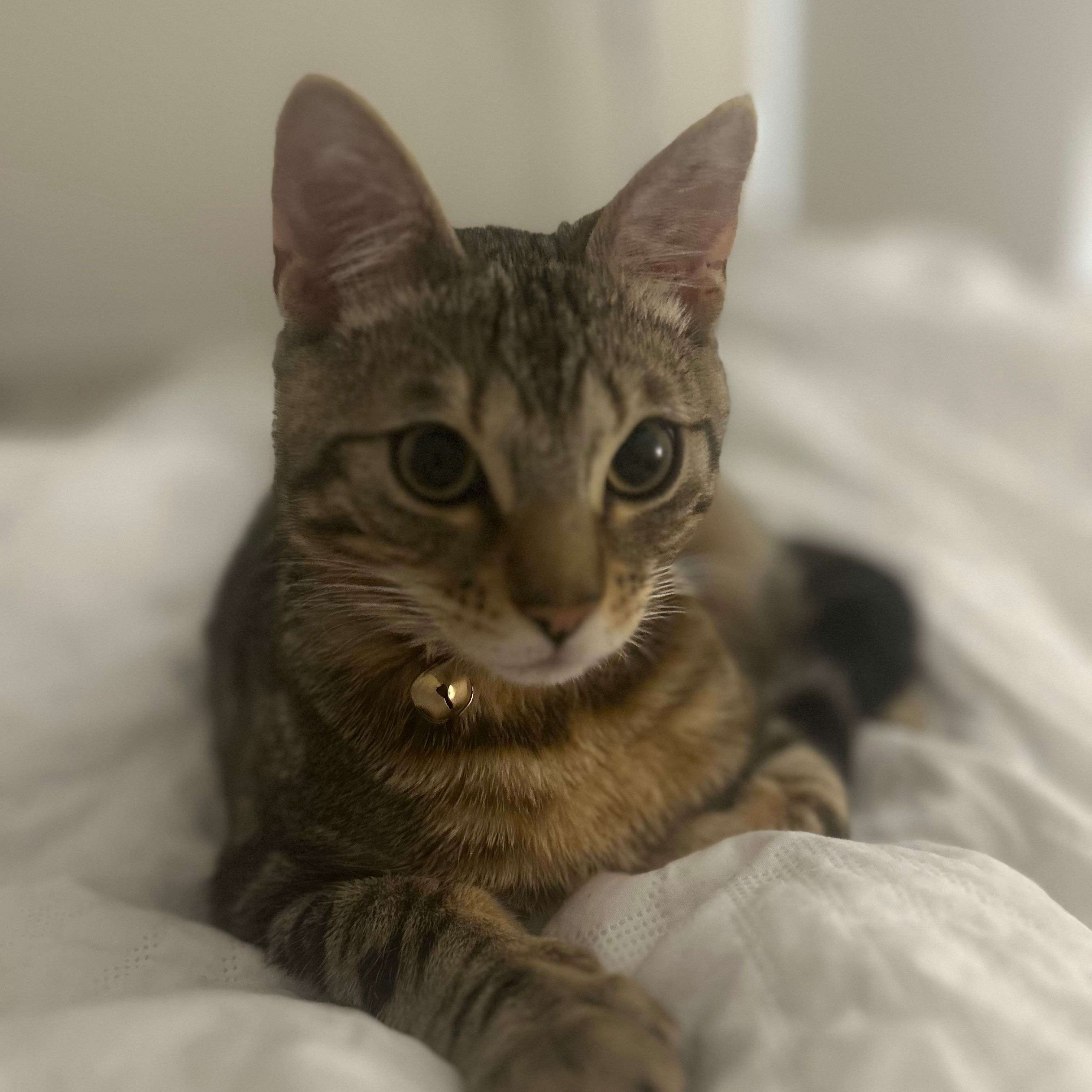 Judah