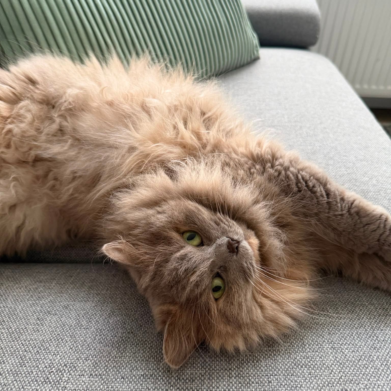Kiki