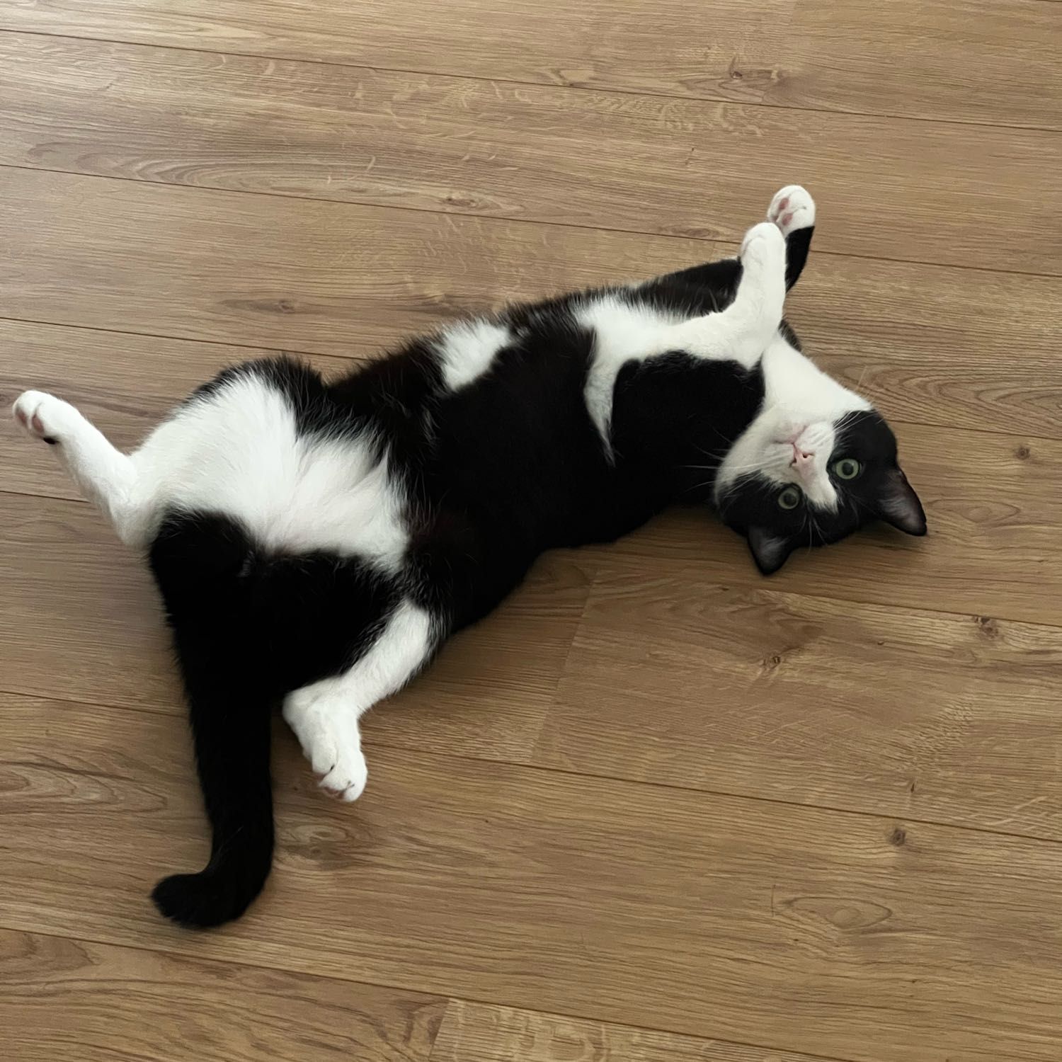 Archibald James Gustavo