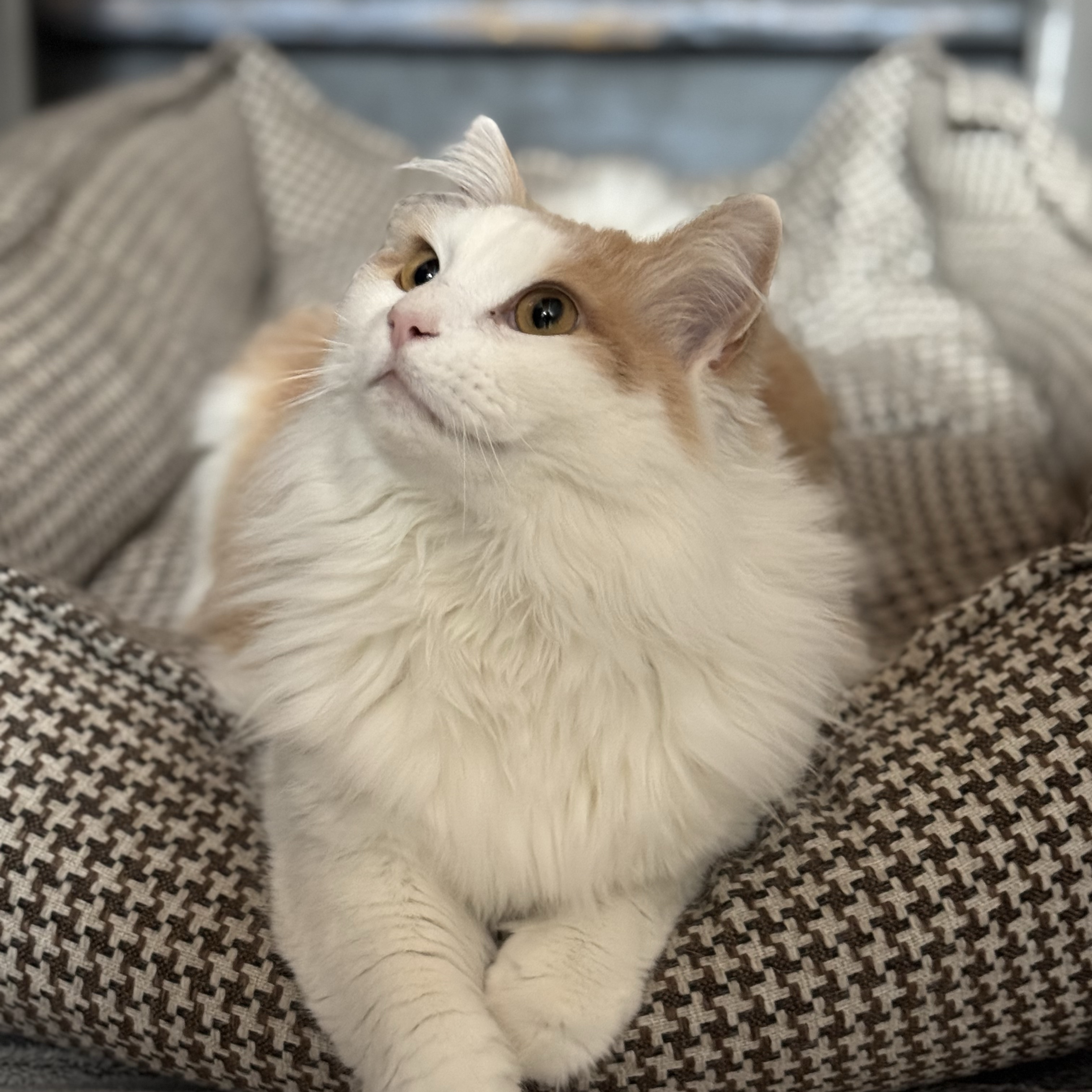 Pollux 
