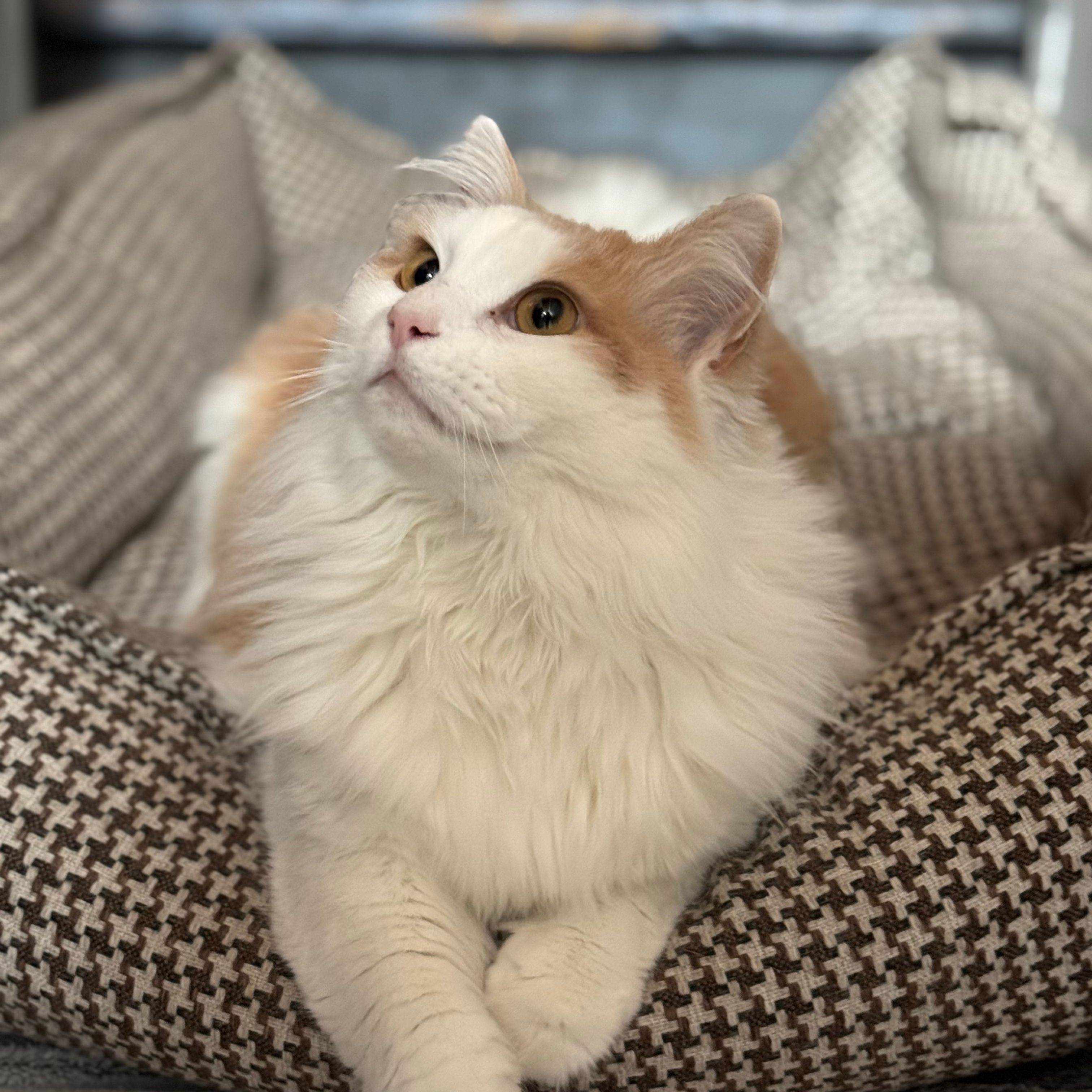 Pollux