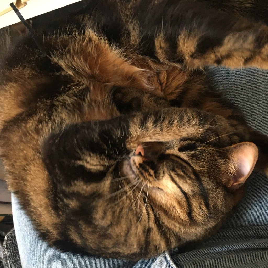 Simba