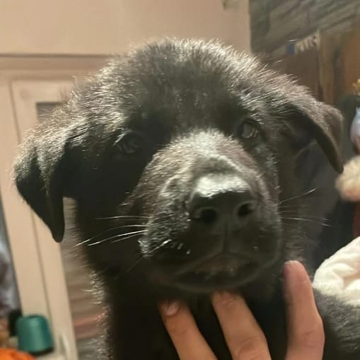 Max