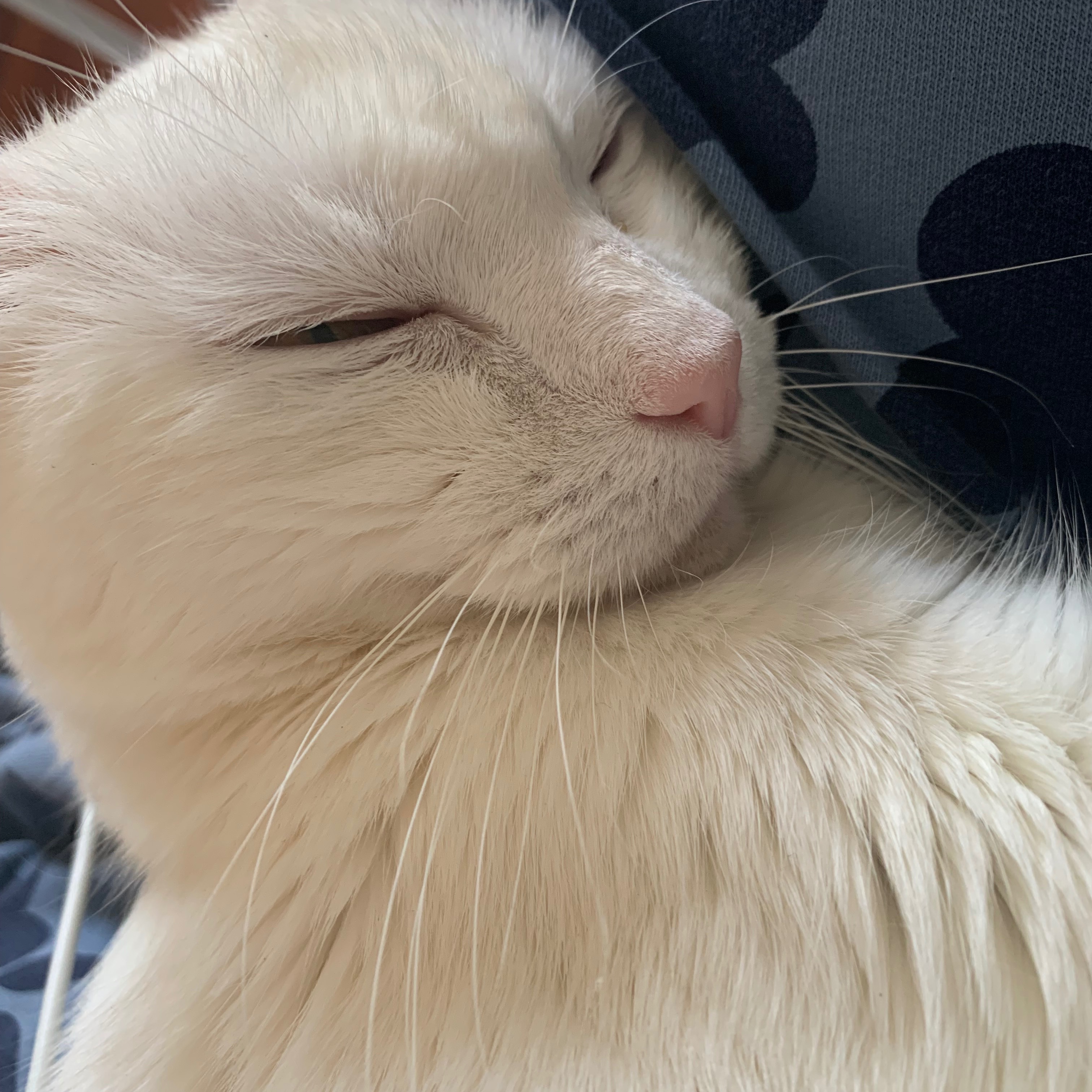 Kira