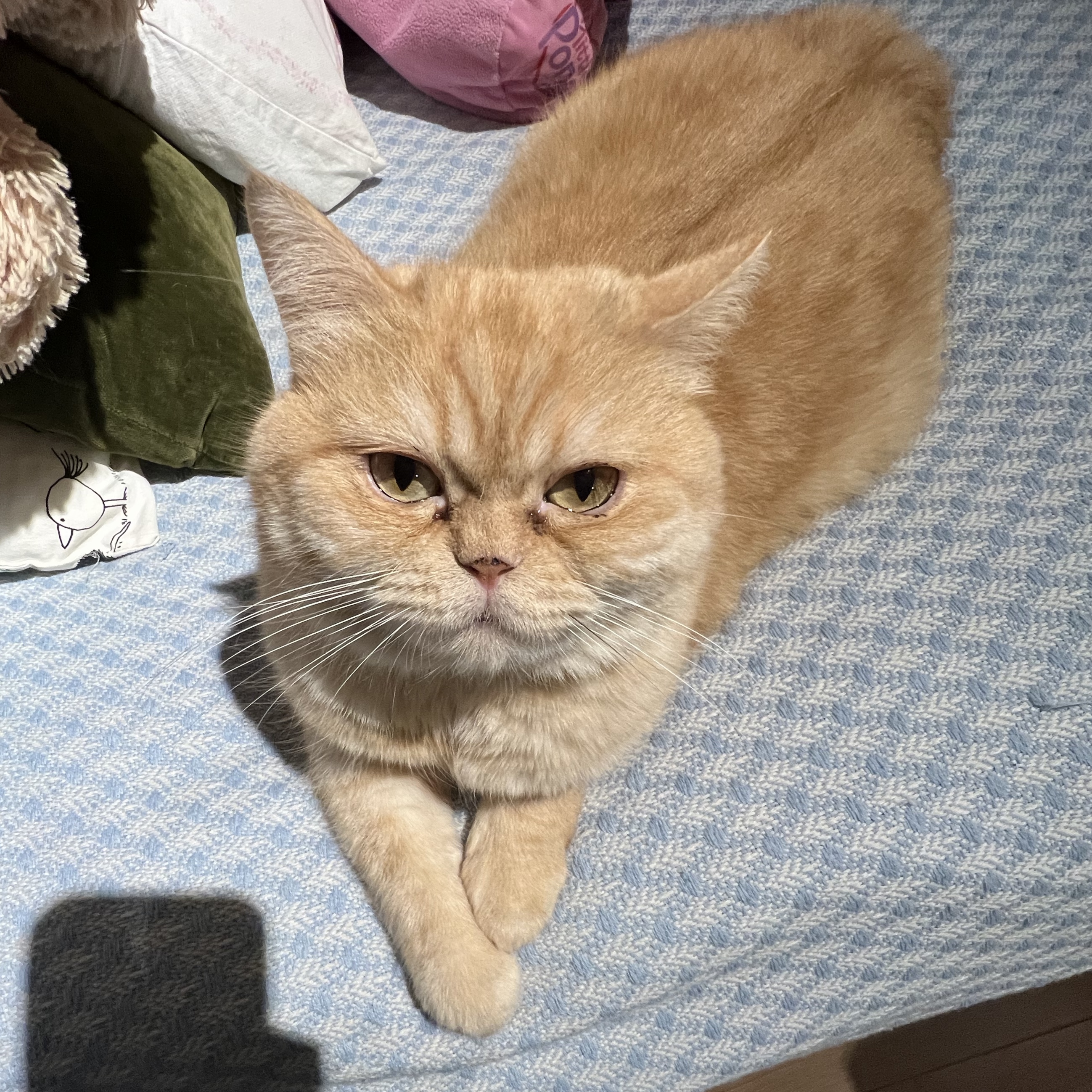 Achilles