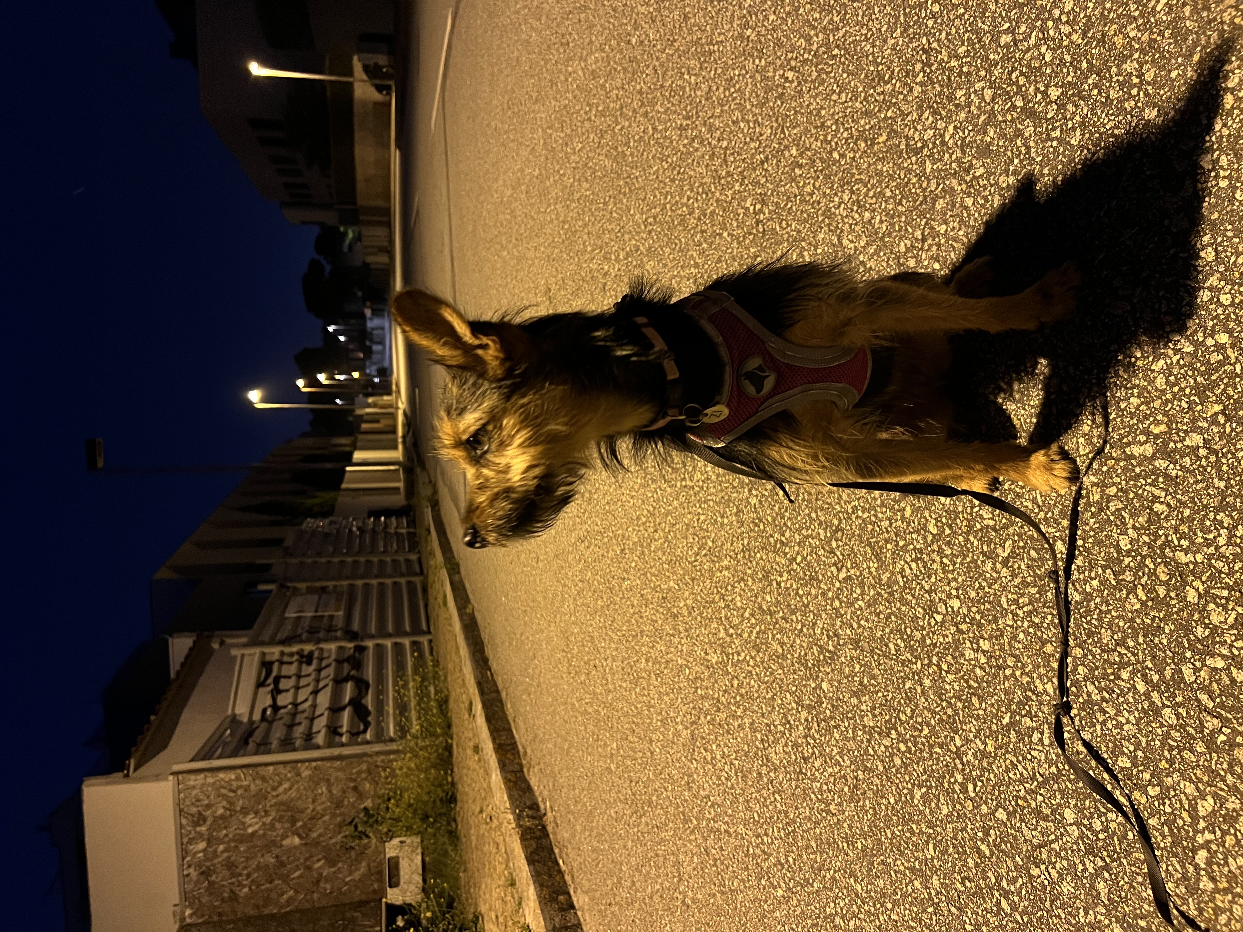 image-6