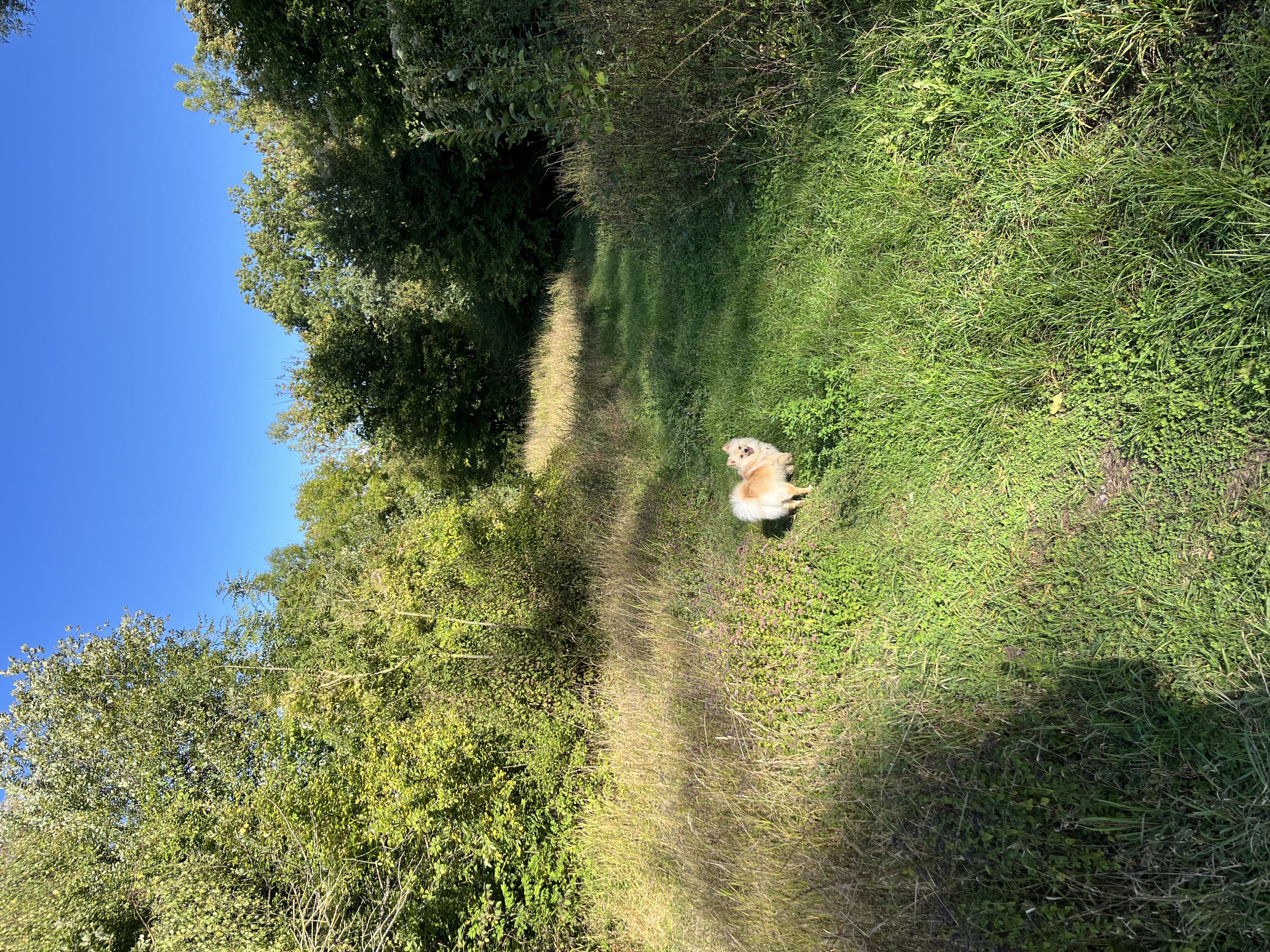 image-17