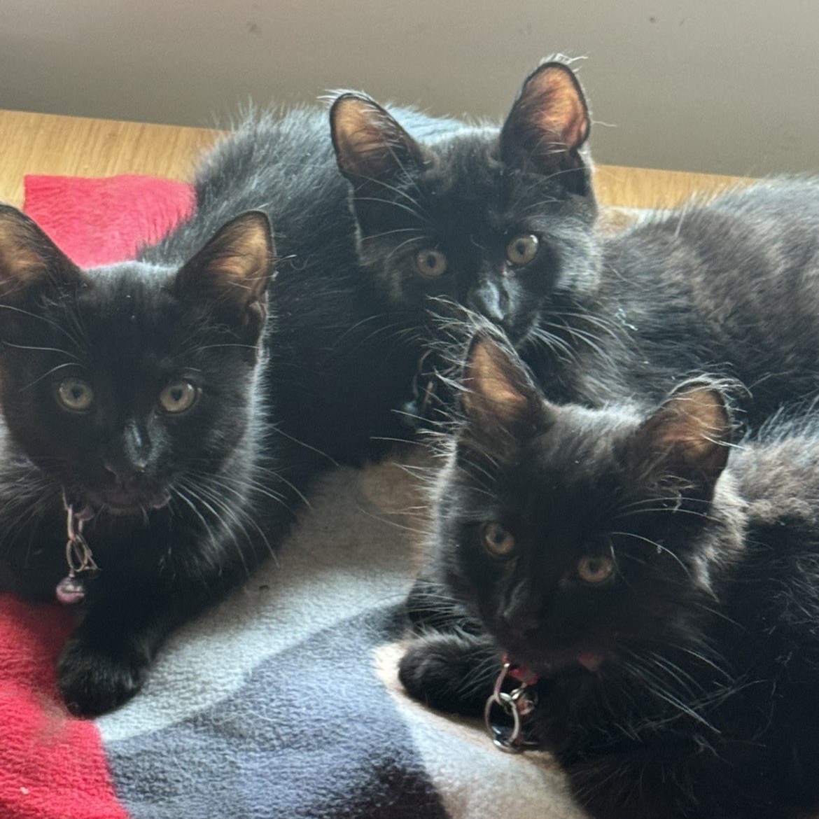 Salem, Emrys, Fenrir 