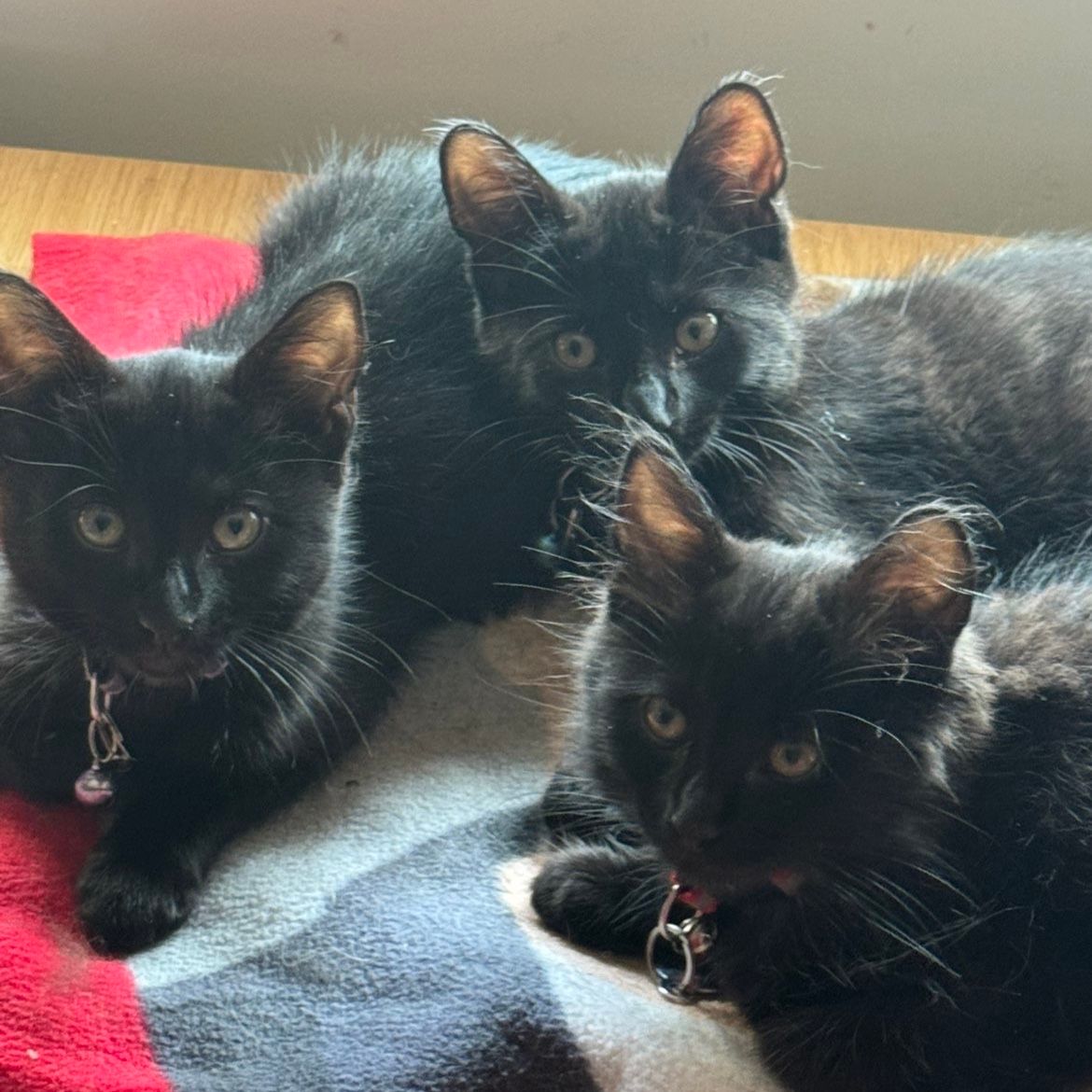 Salem, Emrys, Fenrir