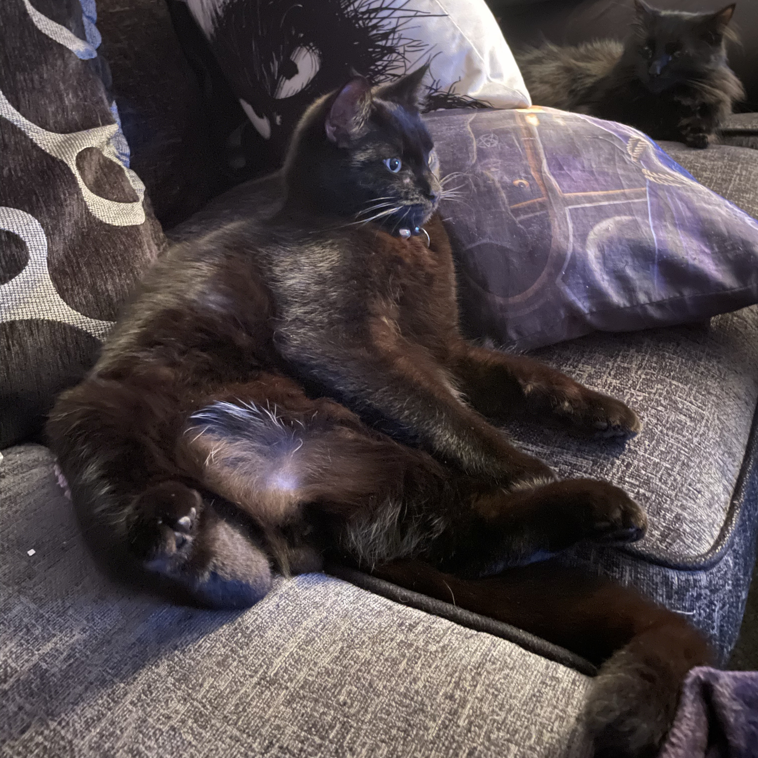 Loki 