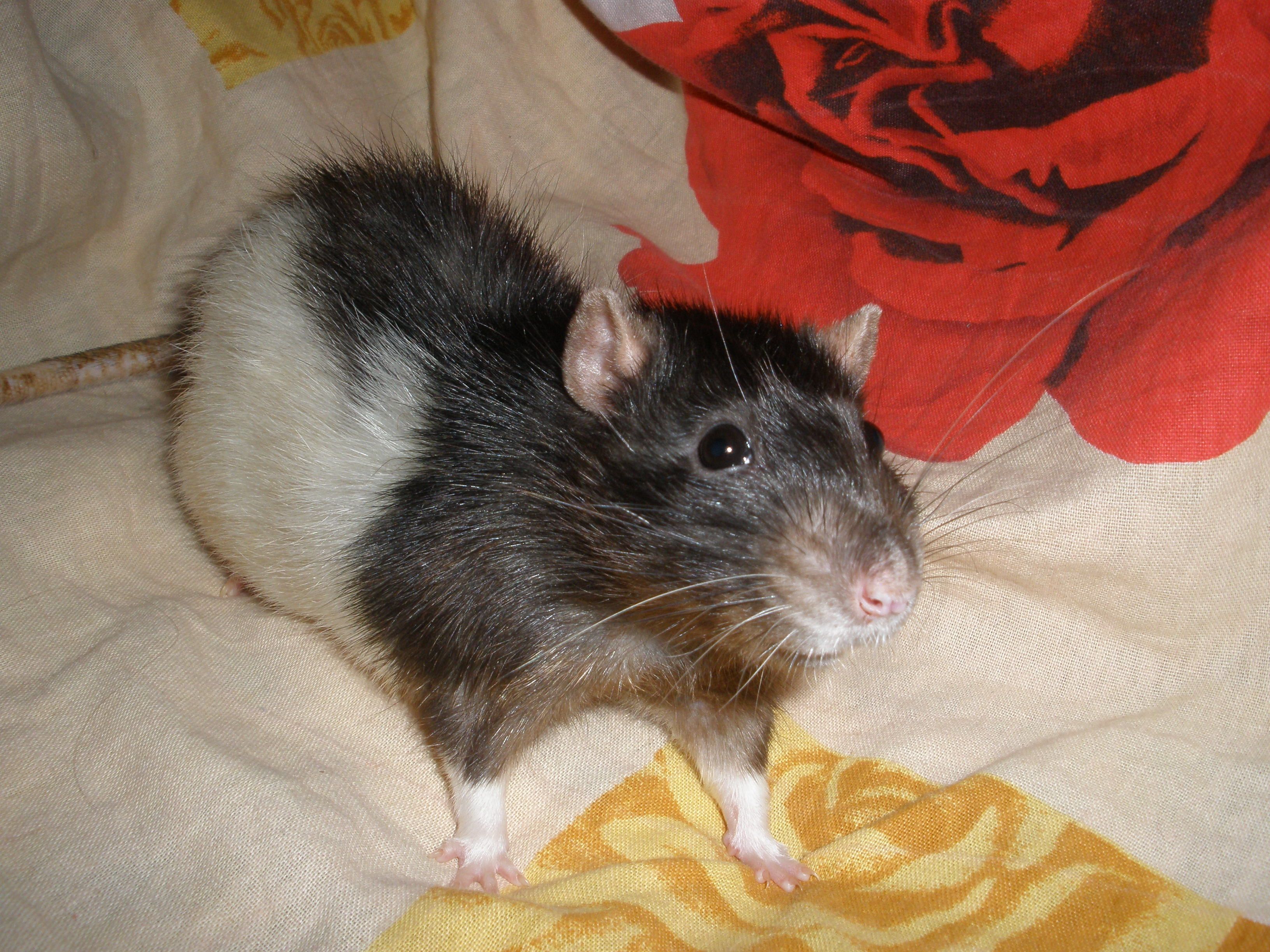 image-7