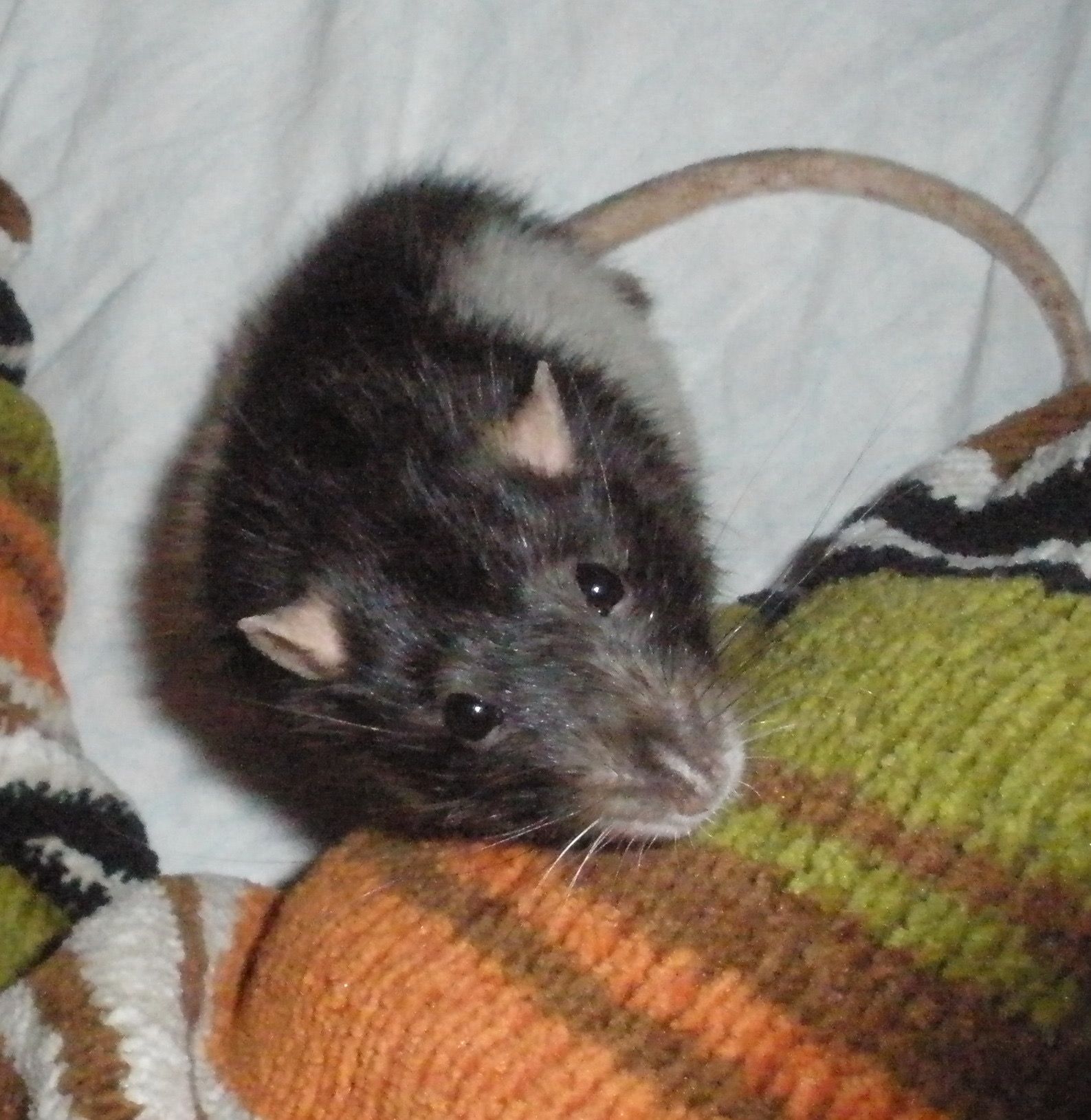 image-6