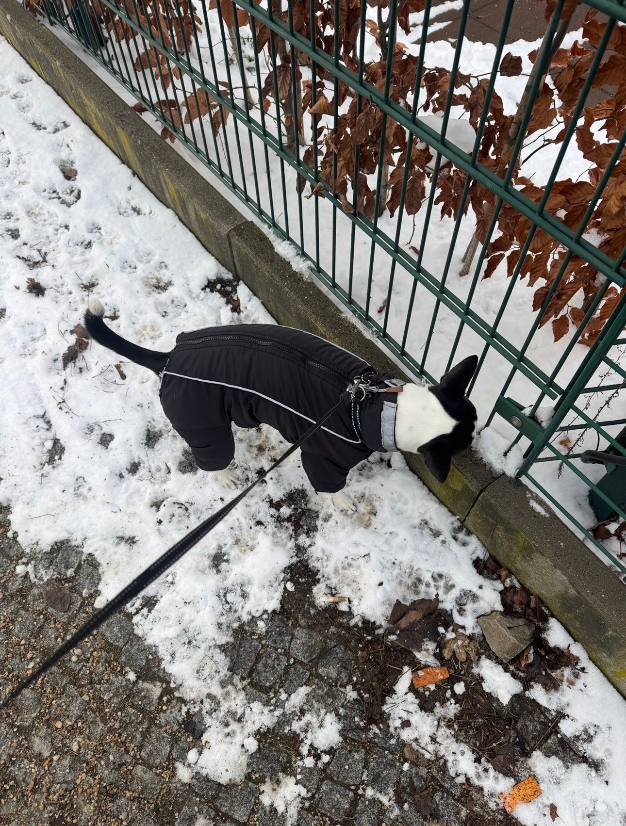image-12