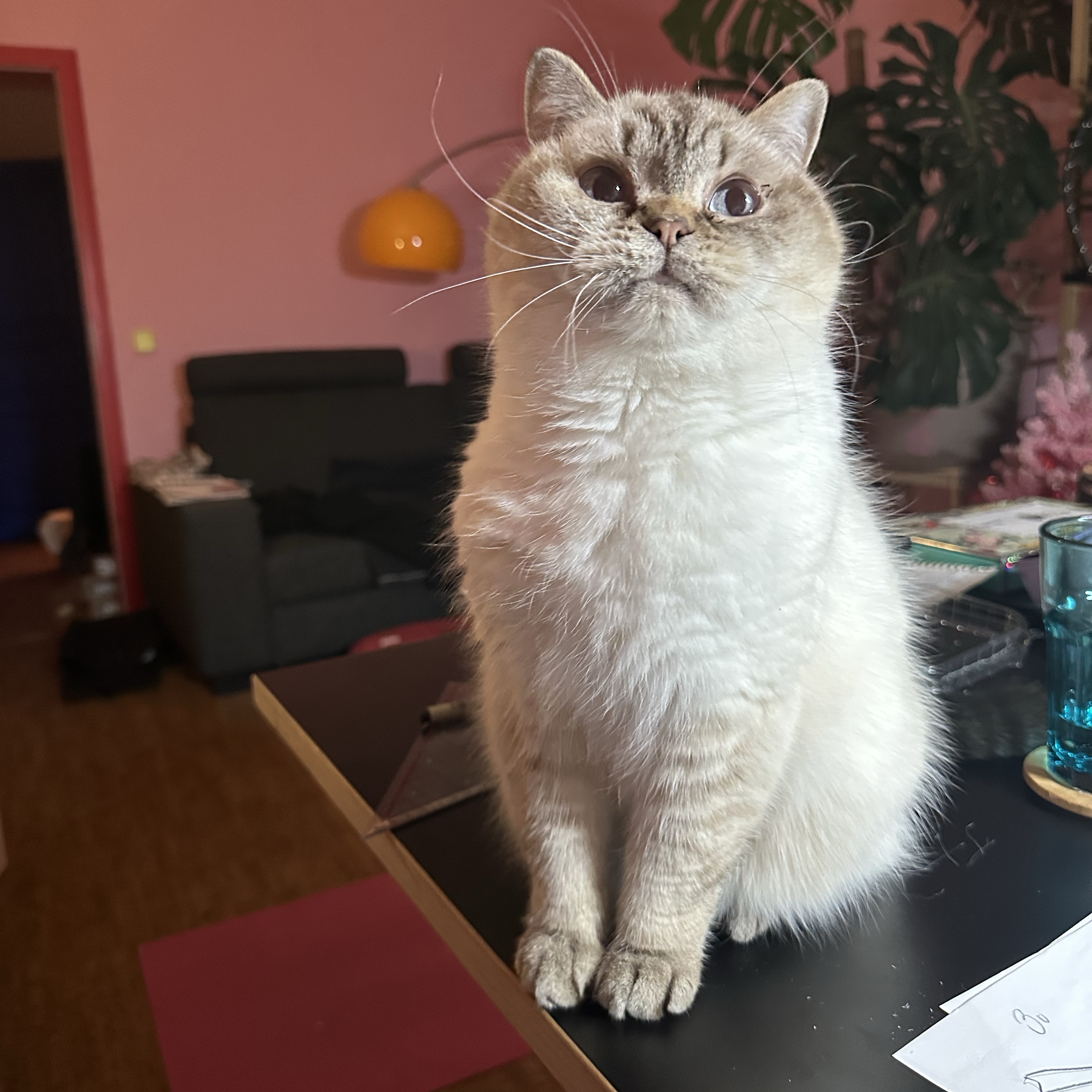  Yuki