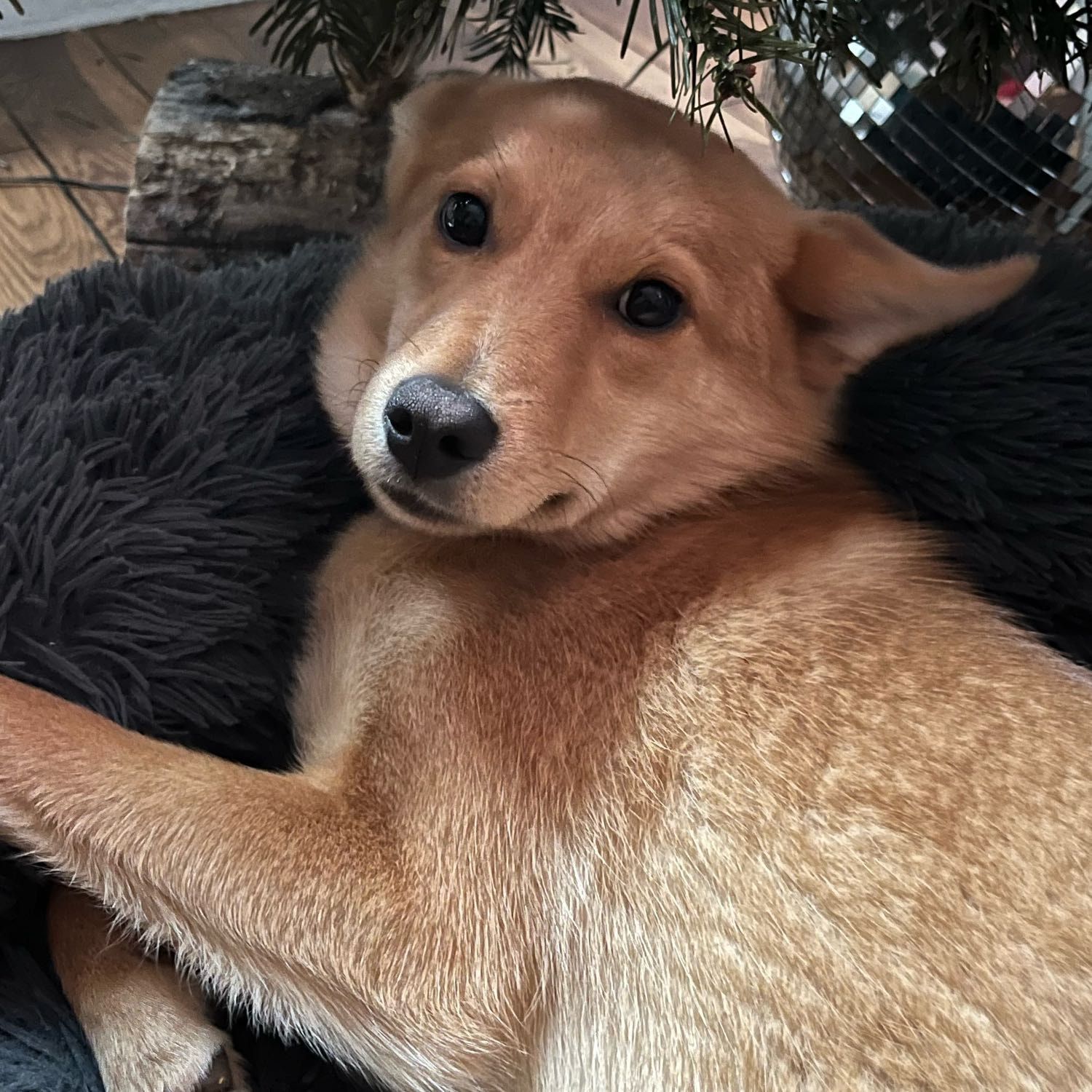 Kaya