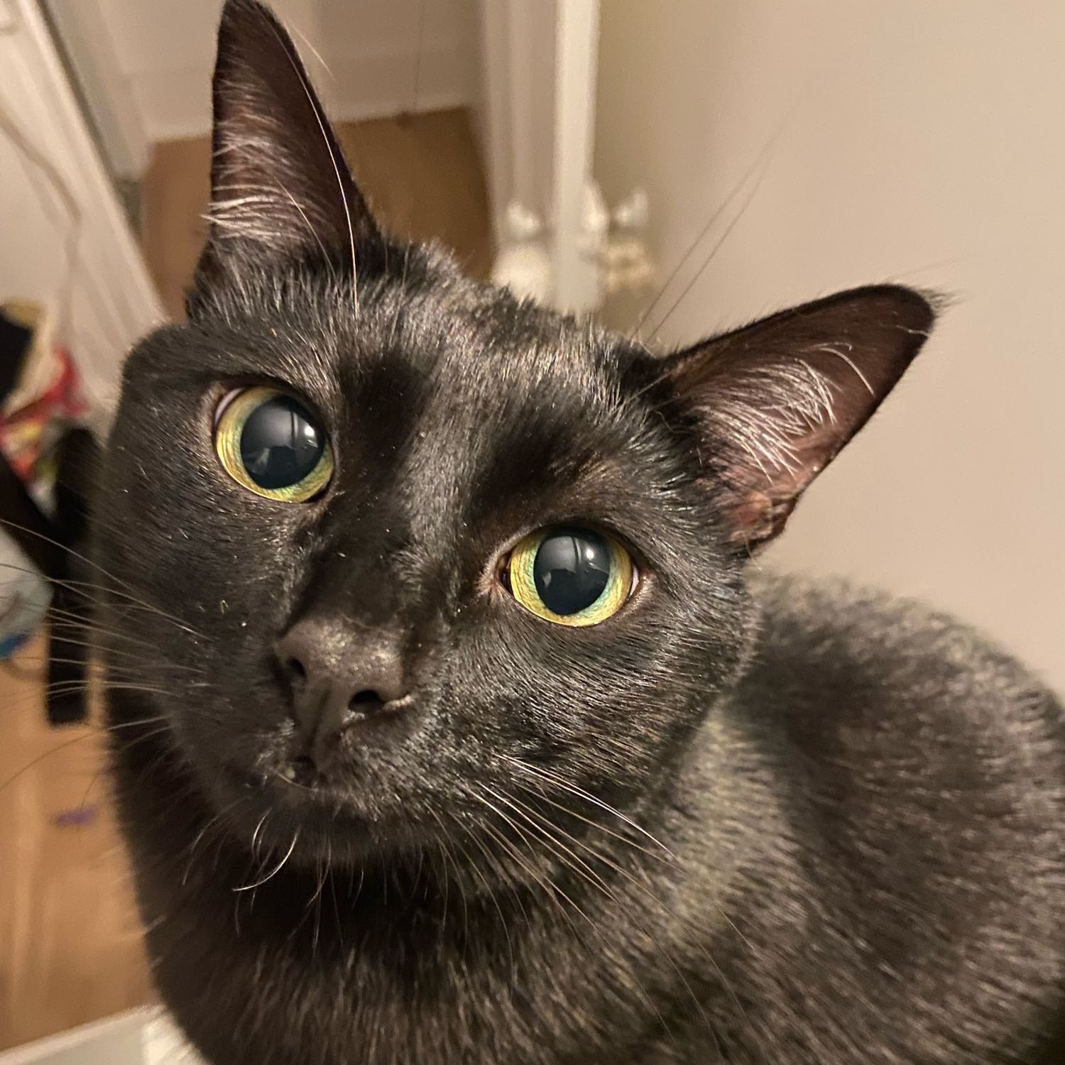 Tibiscuit