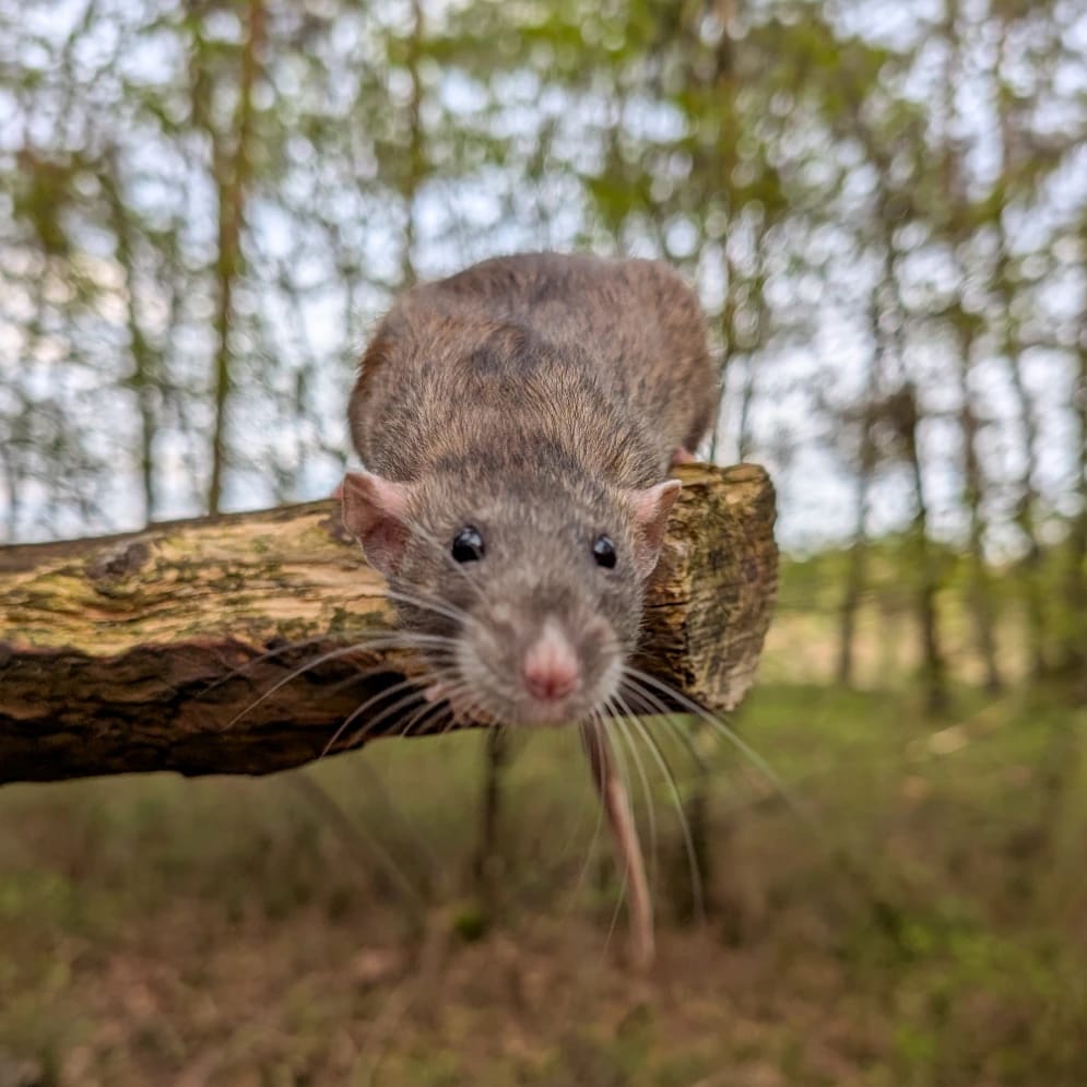 Ratjes