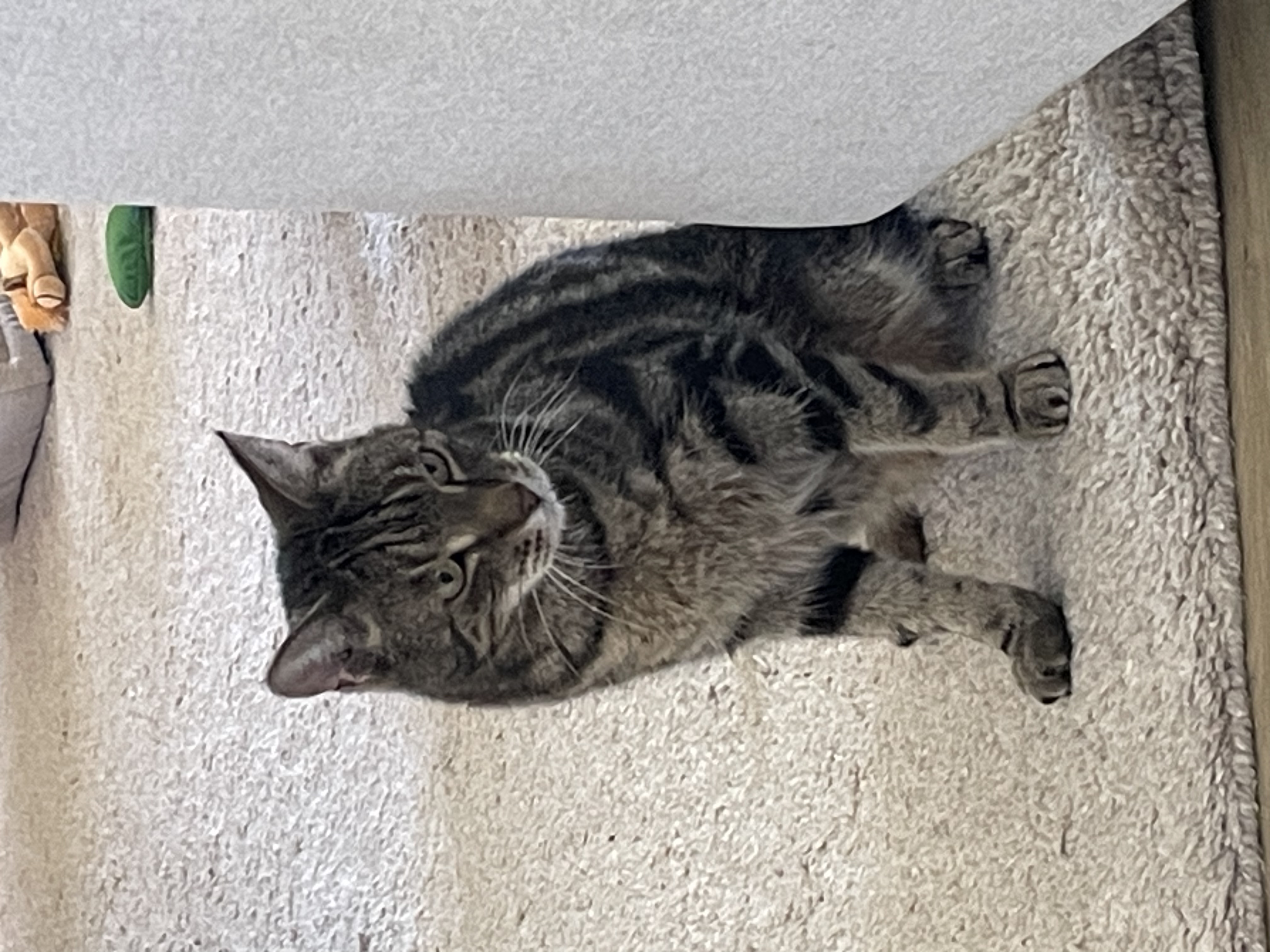 image-10