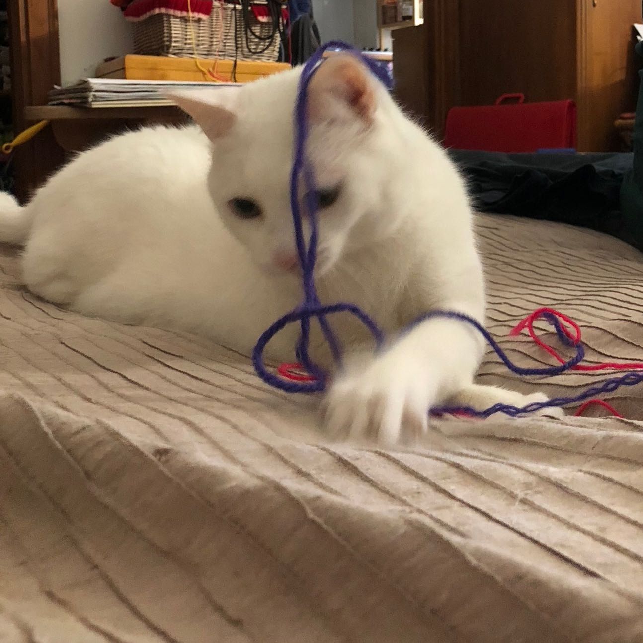 Stella