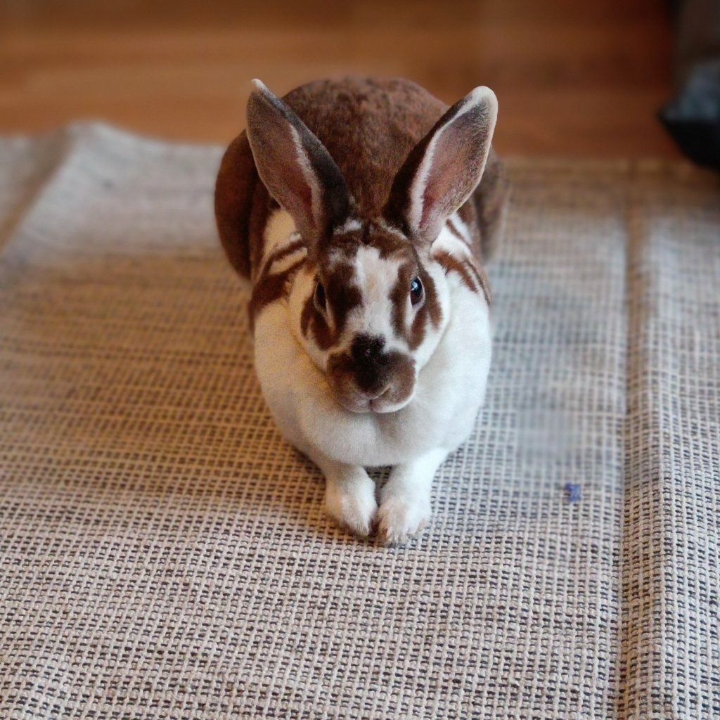 Bella