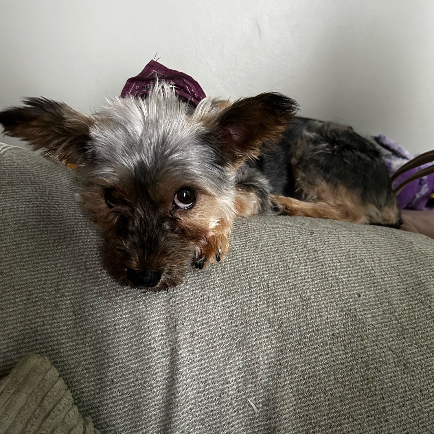 Zuko