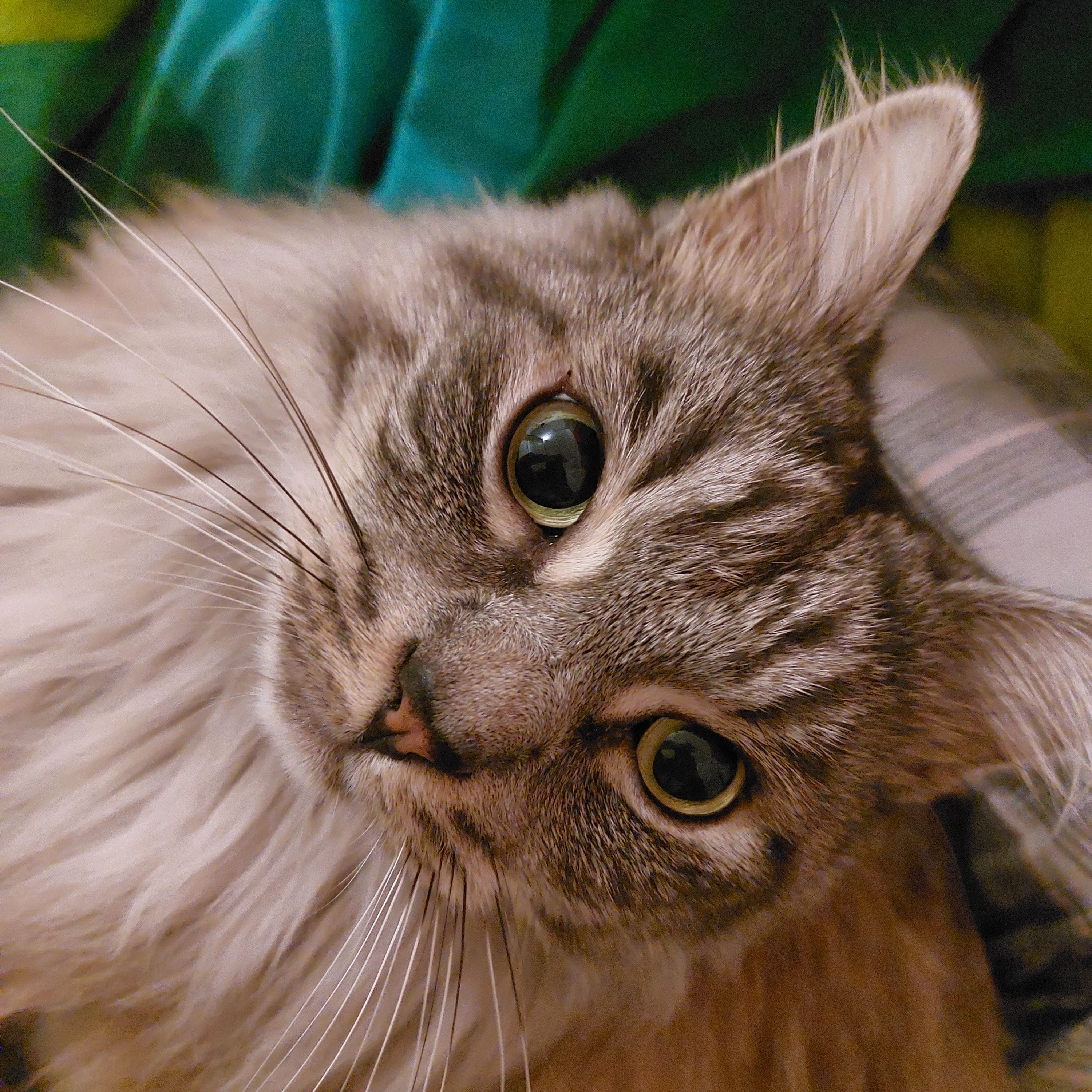 Bubu