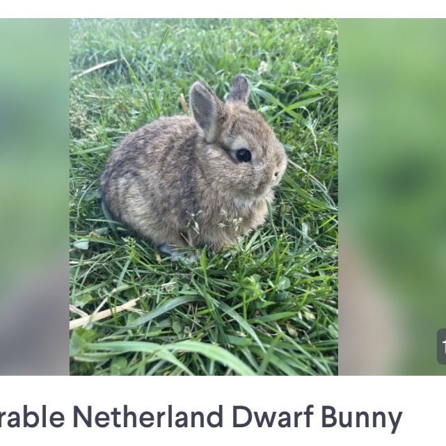 Still looking to adopt