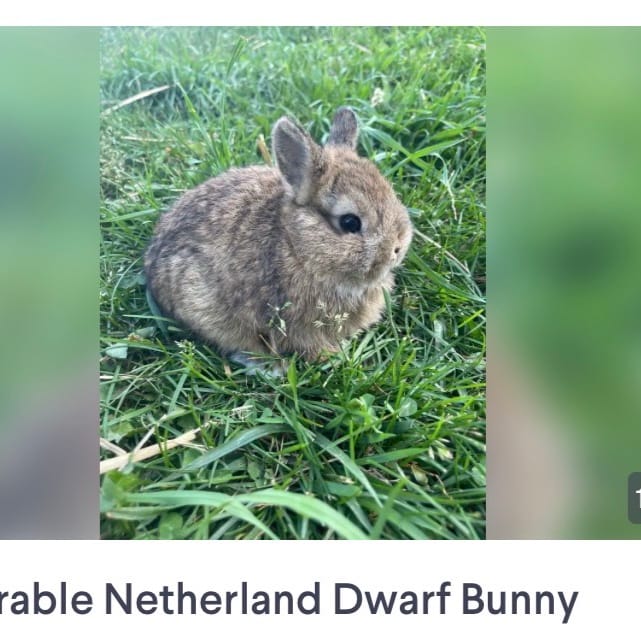 Still looking to adopt