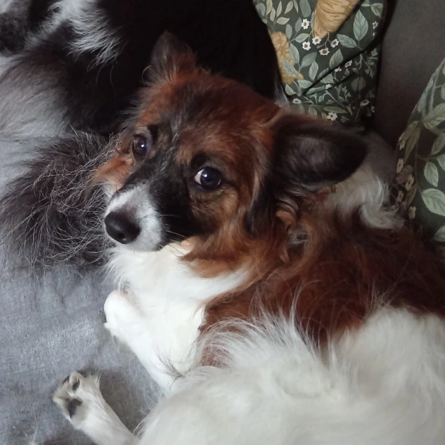 Molly 