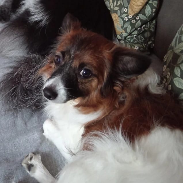 Molly